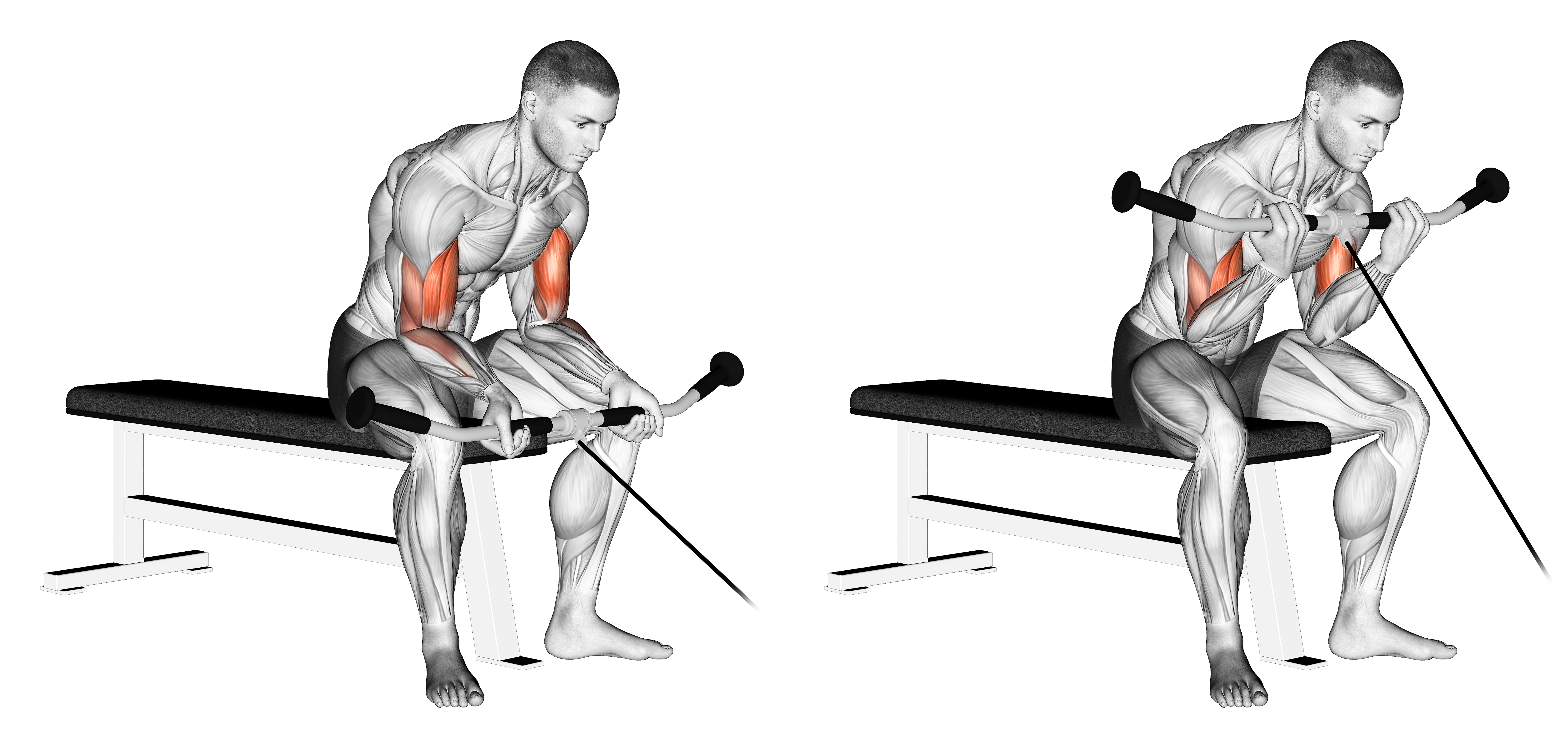 Cable Seated Curl
