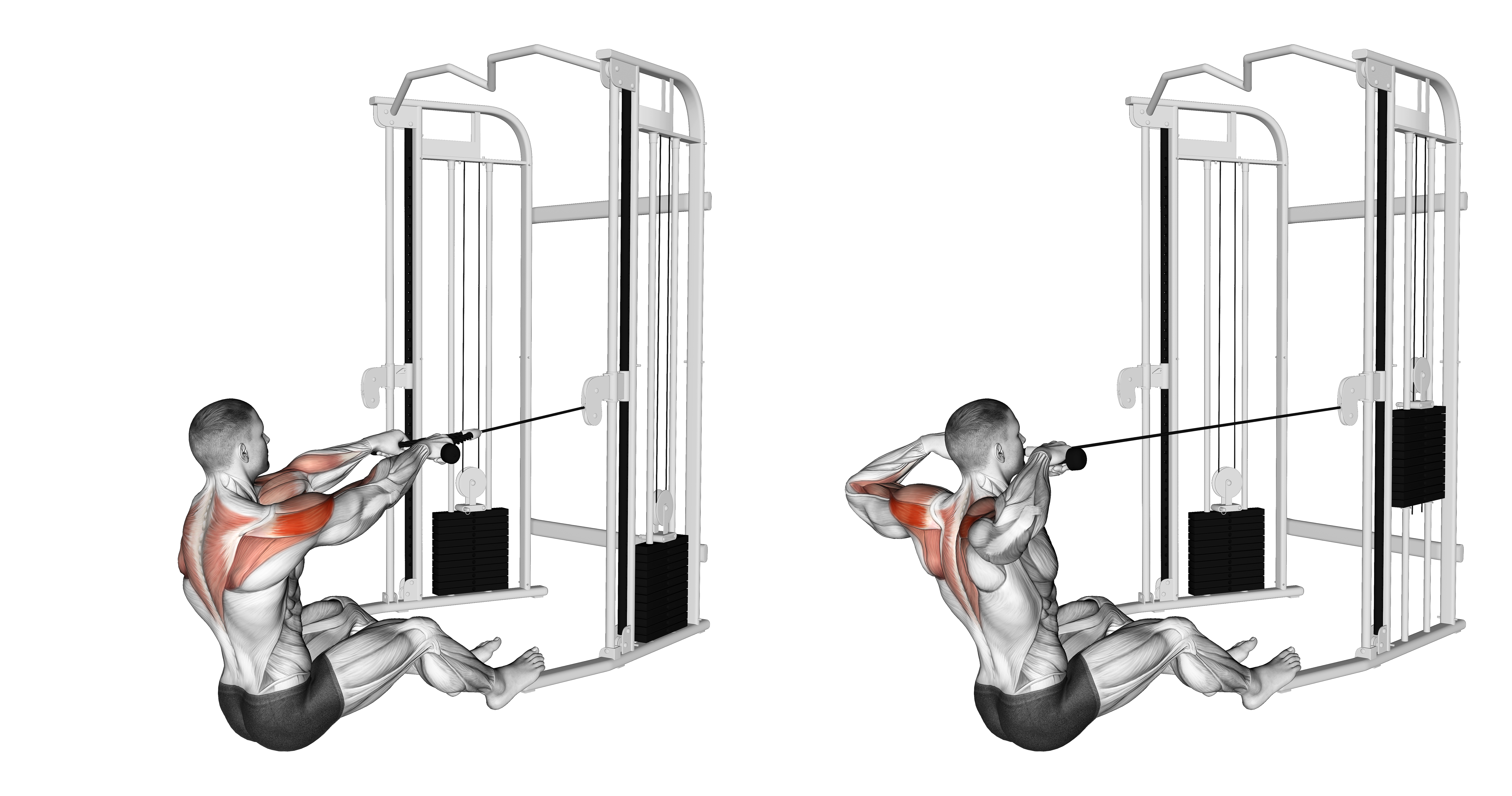 Cable Seated Face Pull (with Rope)