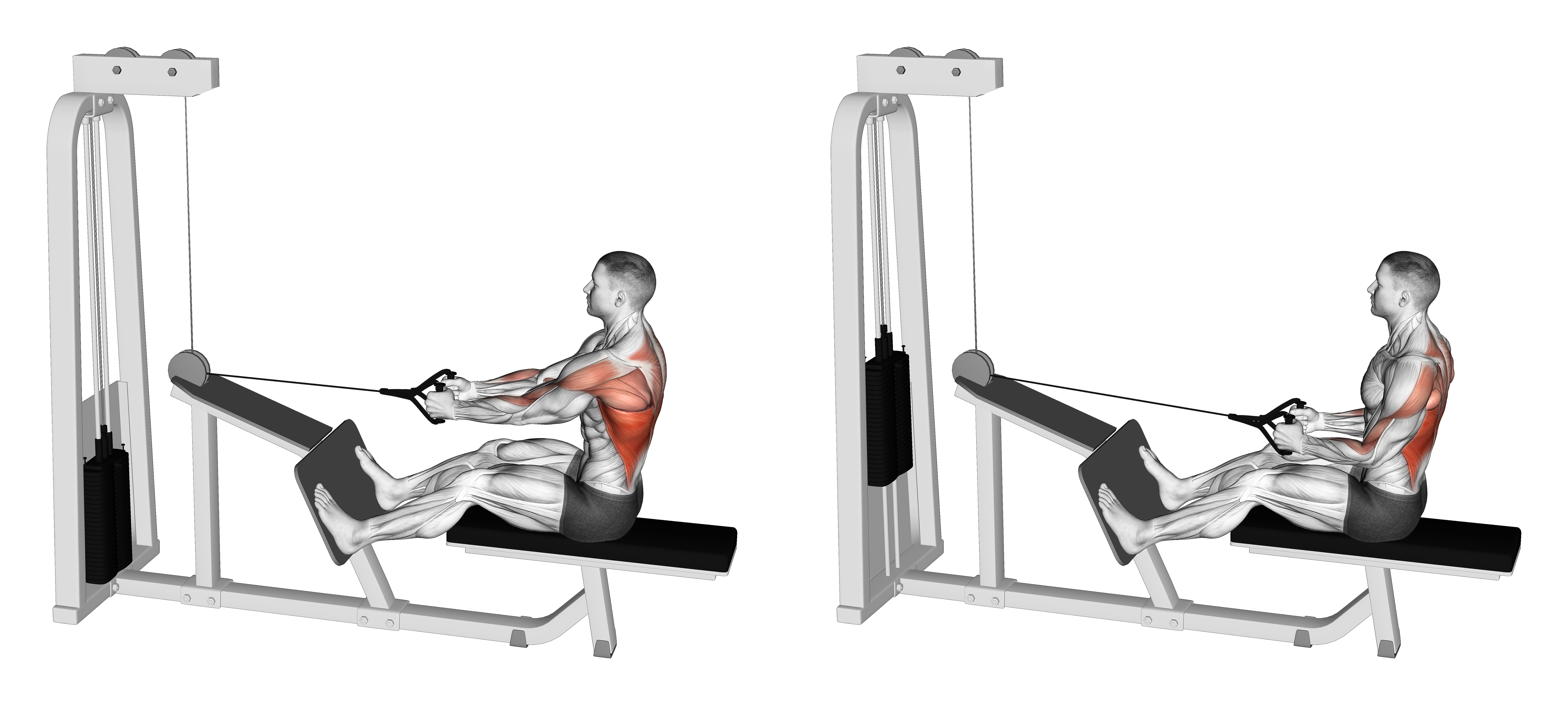 Cable Seated Lats Focused Row