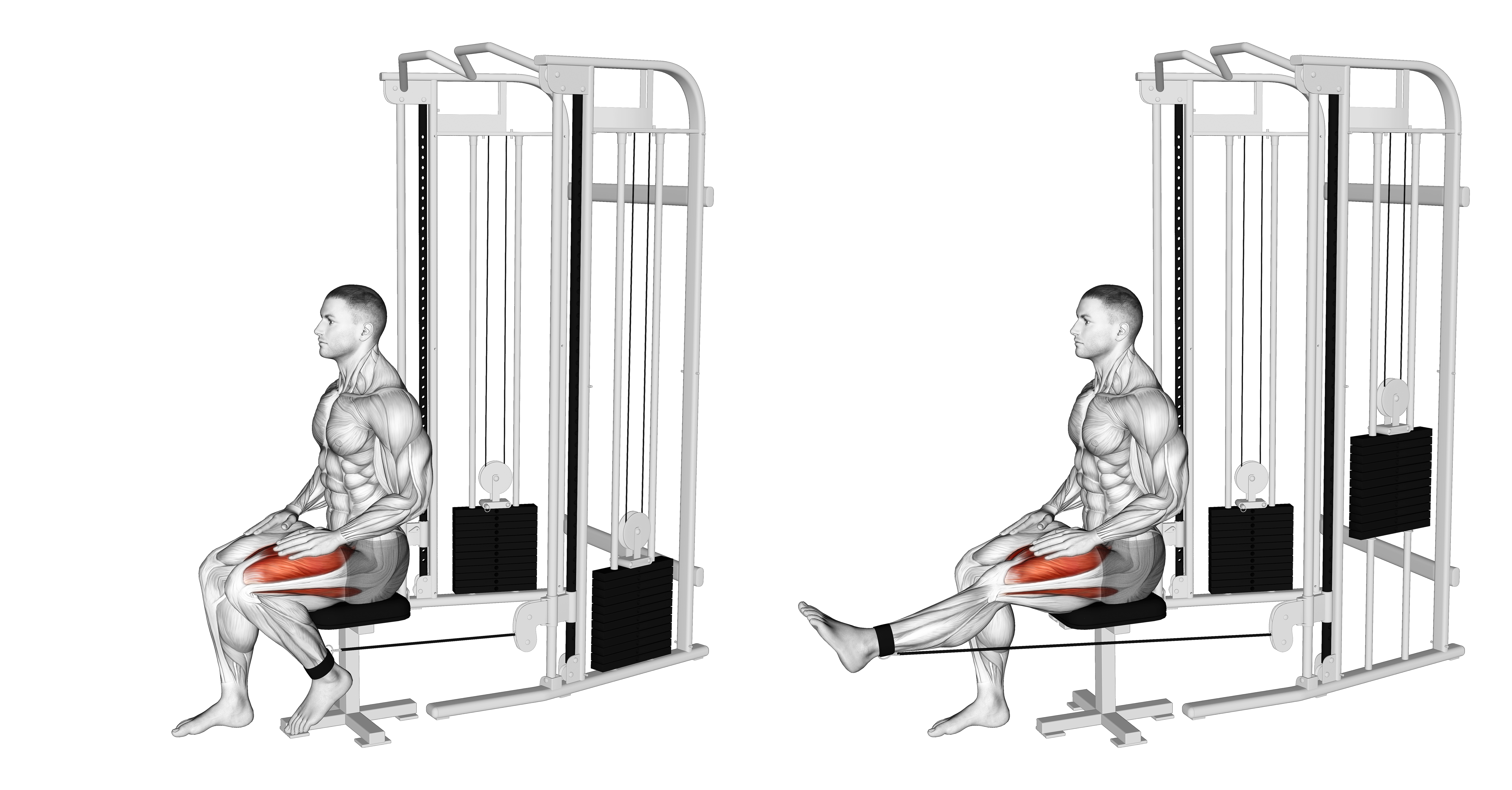 Cable Seated Leg Extension
