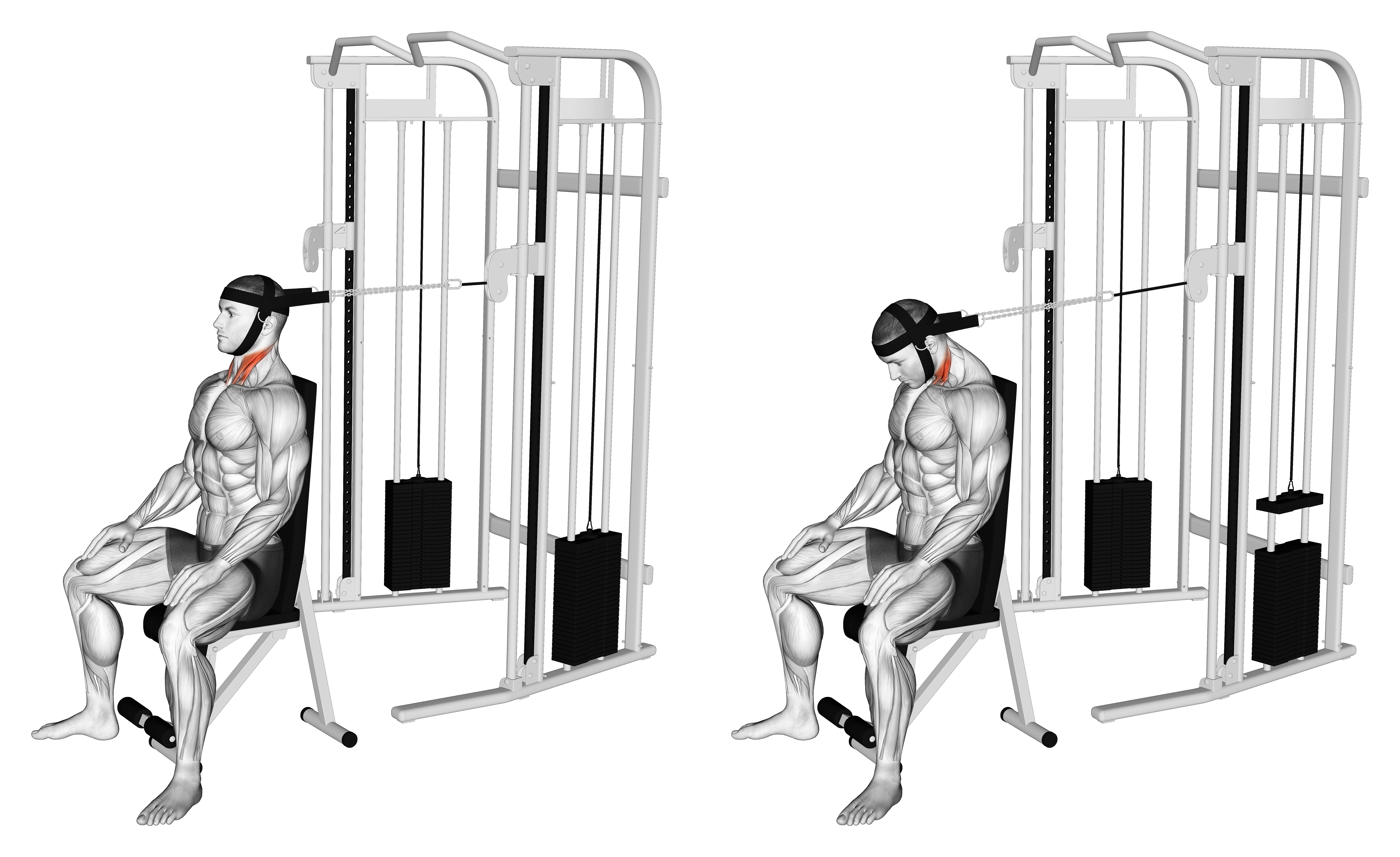 Cable Seated Neck Flexion (with Head Harness)