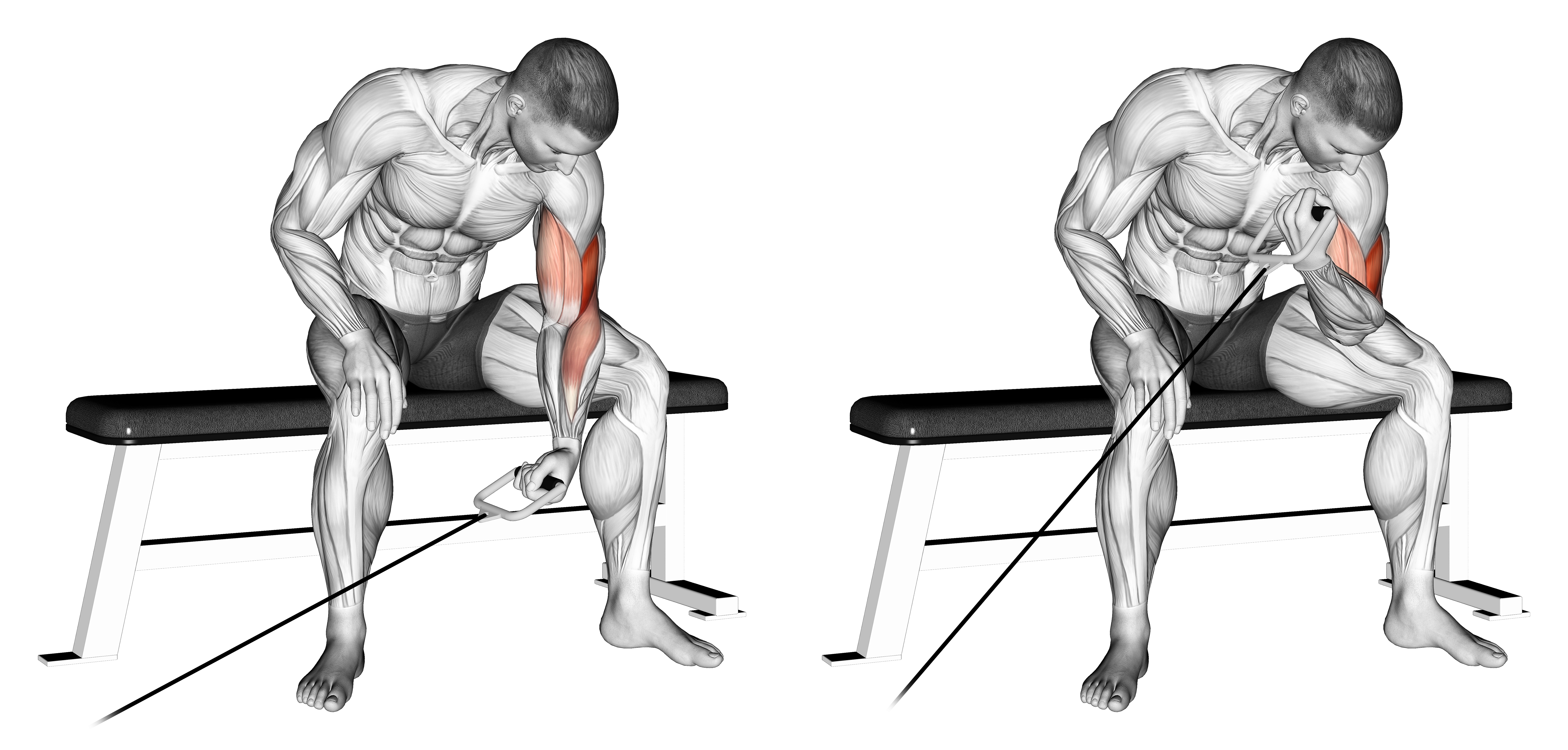 Cable Seated One Arm Concentration Curl