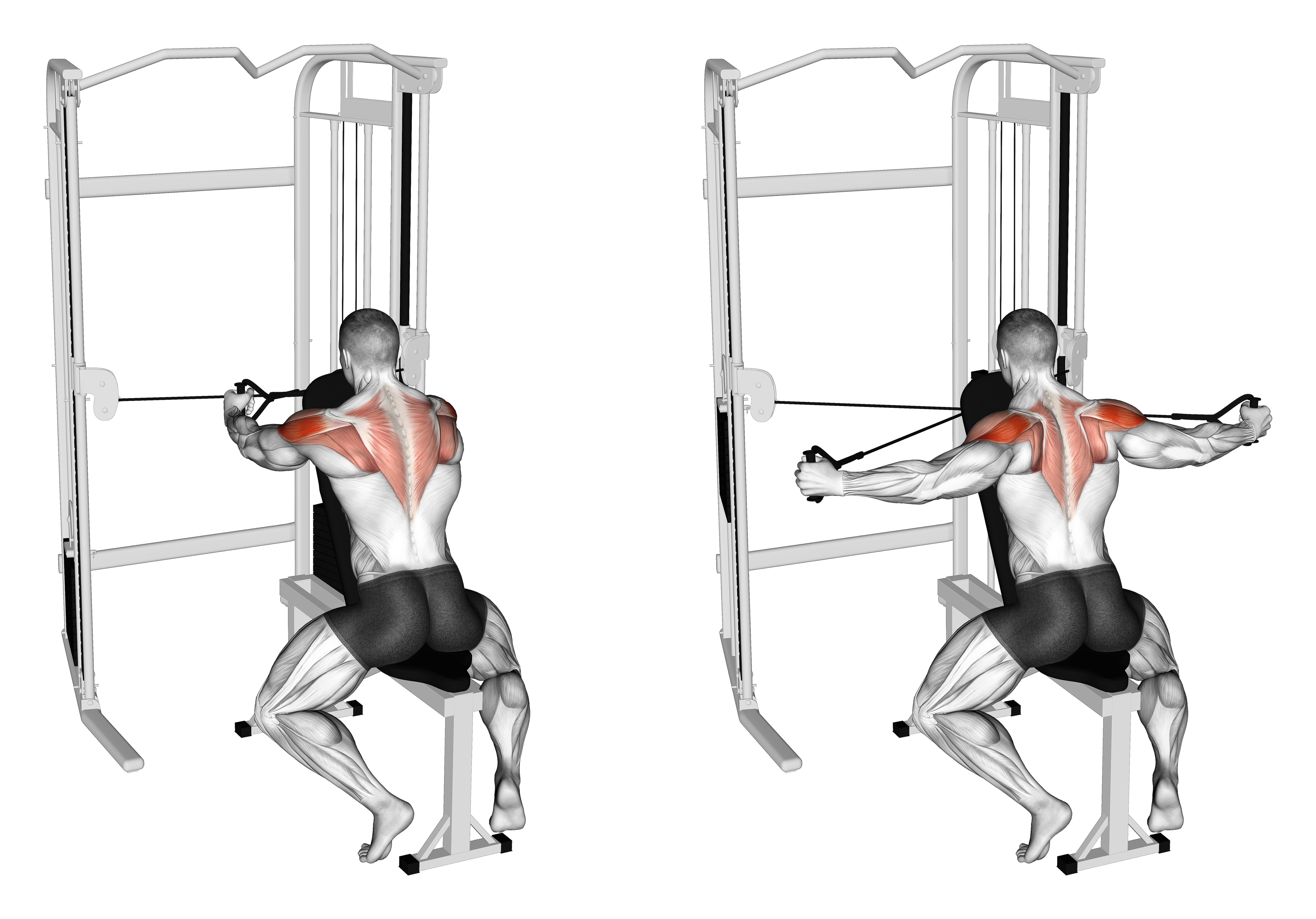 Cable Seated Rear Delt Fly With Chest Support