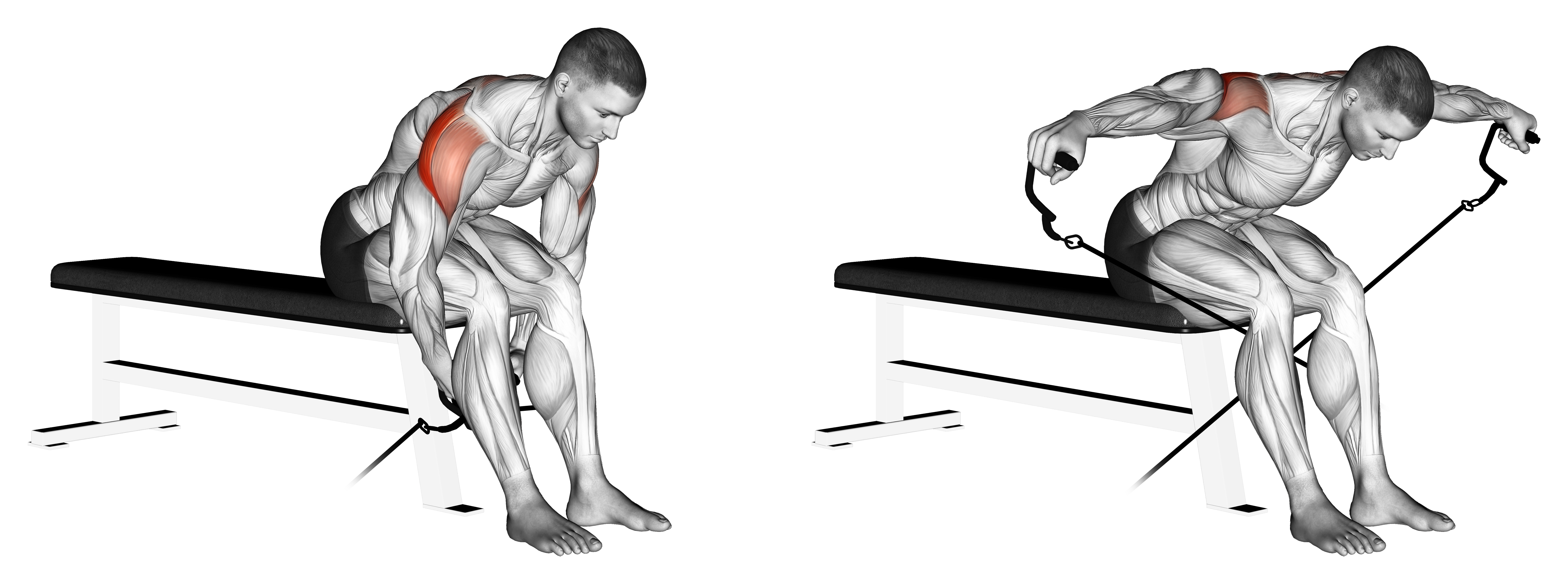Cable Seated Rear Lateral Raise