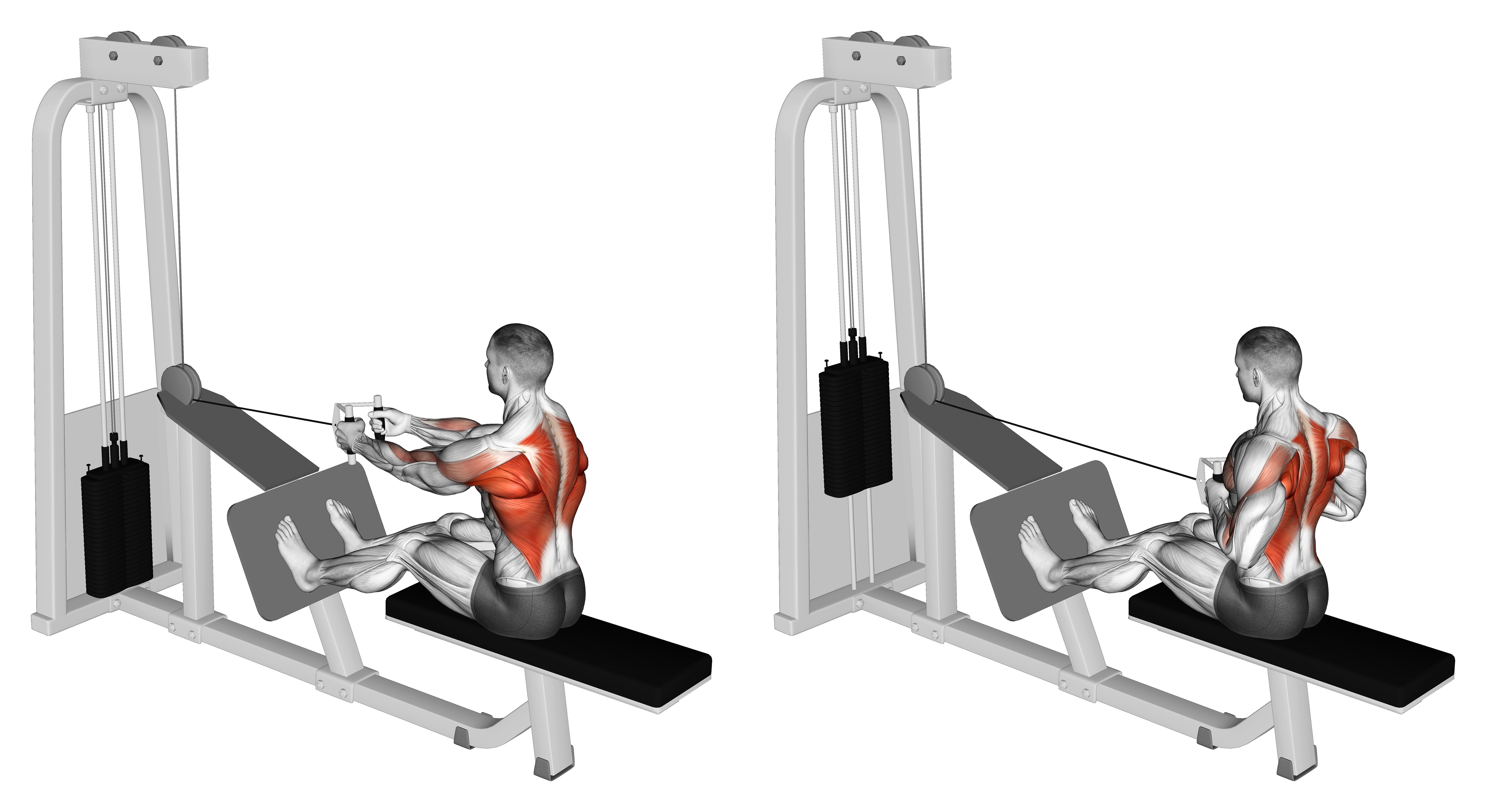 Cable Seated Row With V Bar