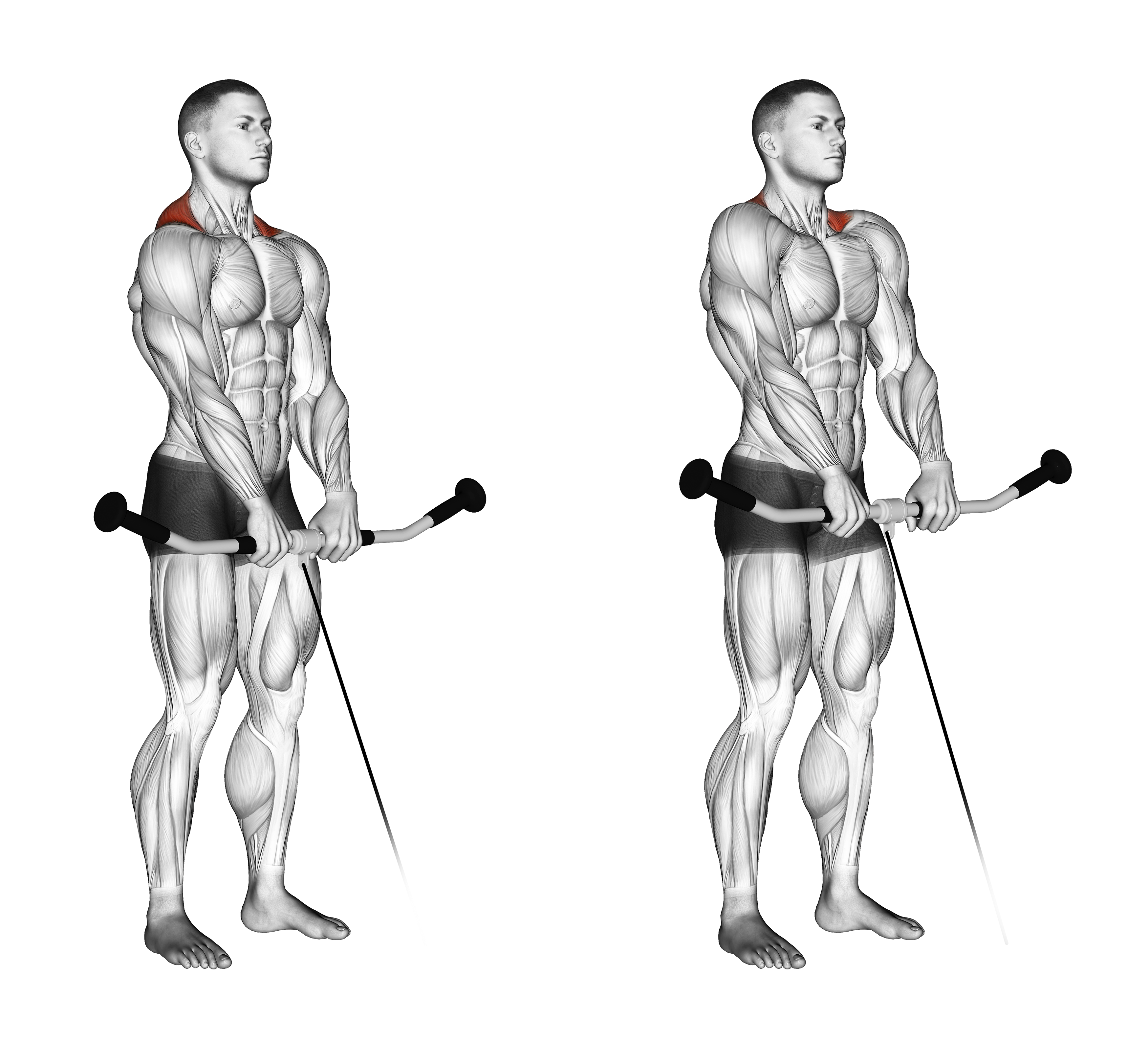 Cable Shrug