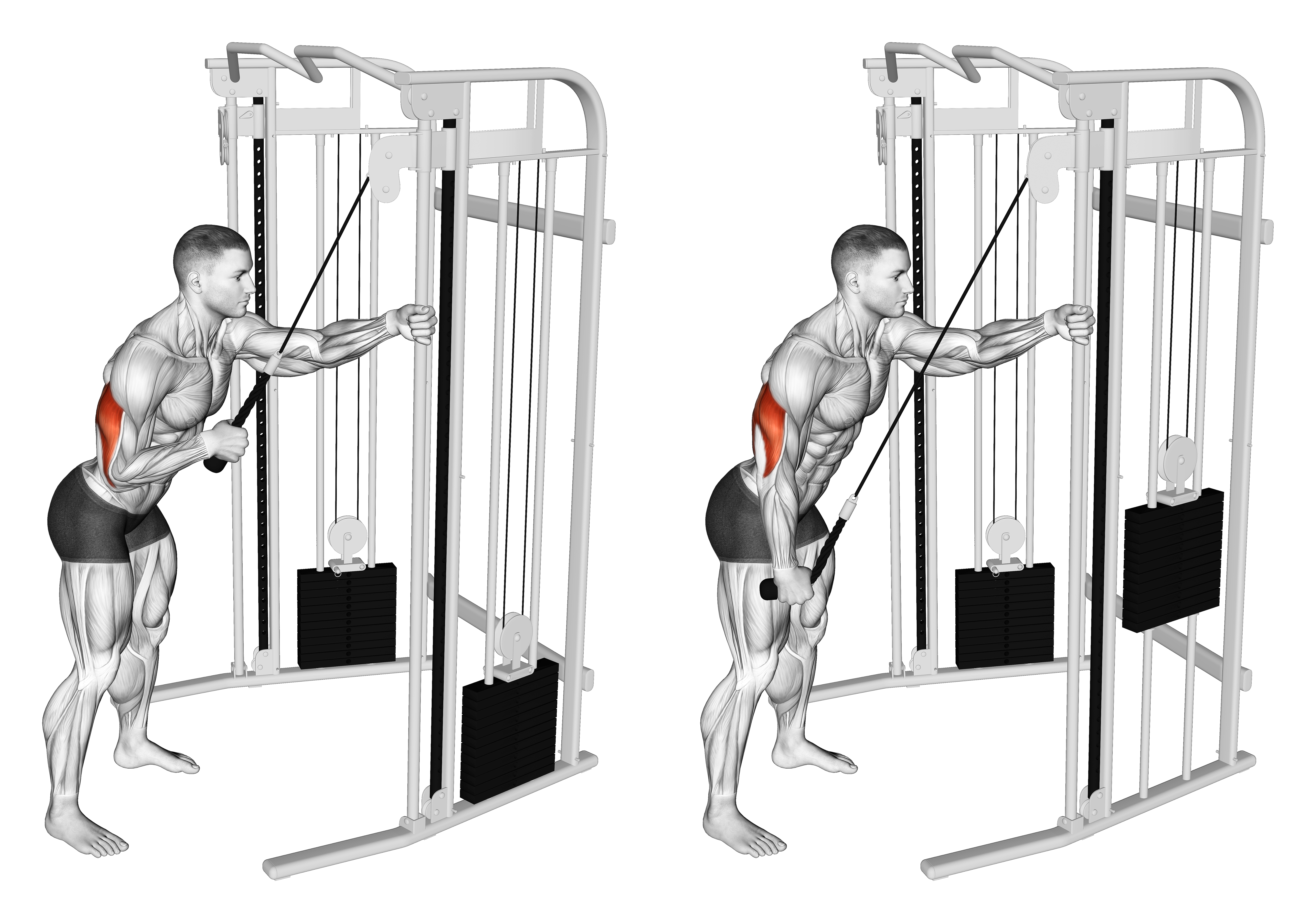 Cable Single Arm Triceps Pushdown (rope Attachment)