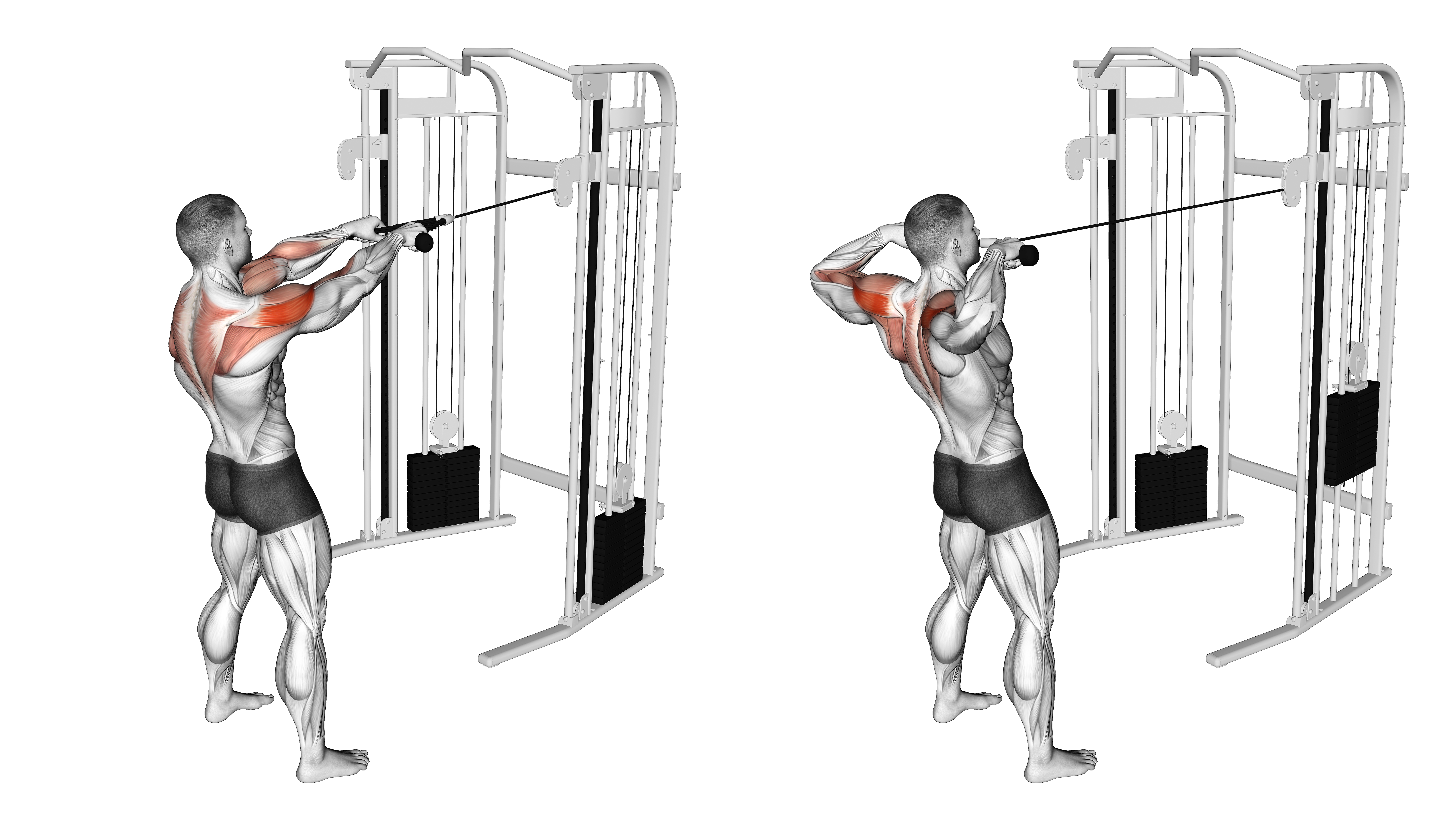 Cable Standing Face Pull (with Rope)