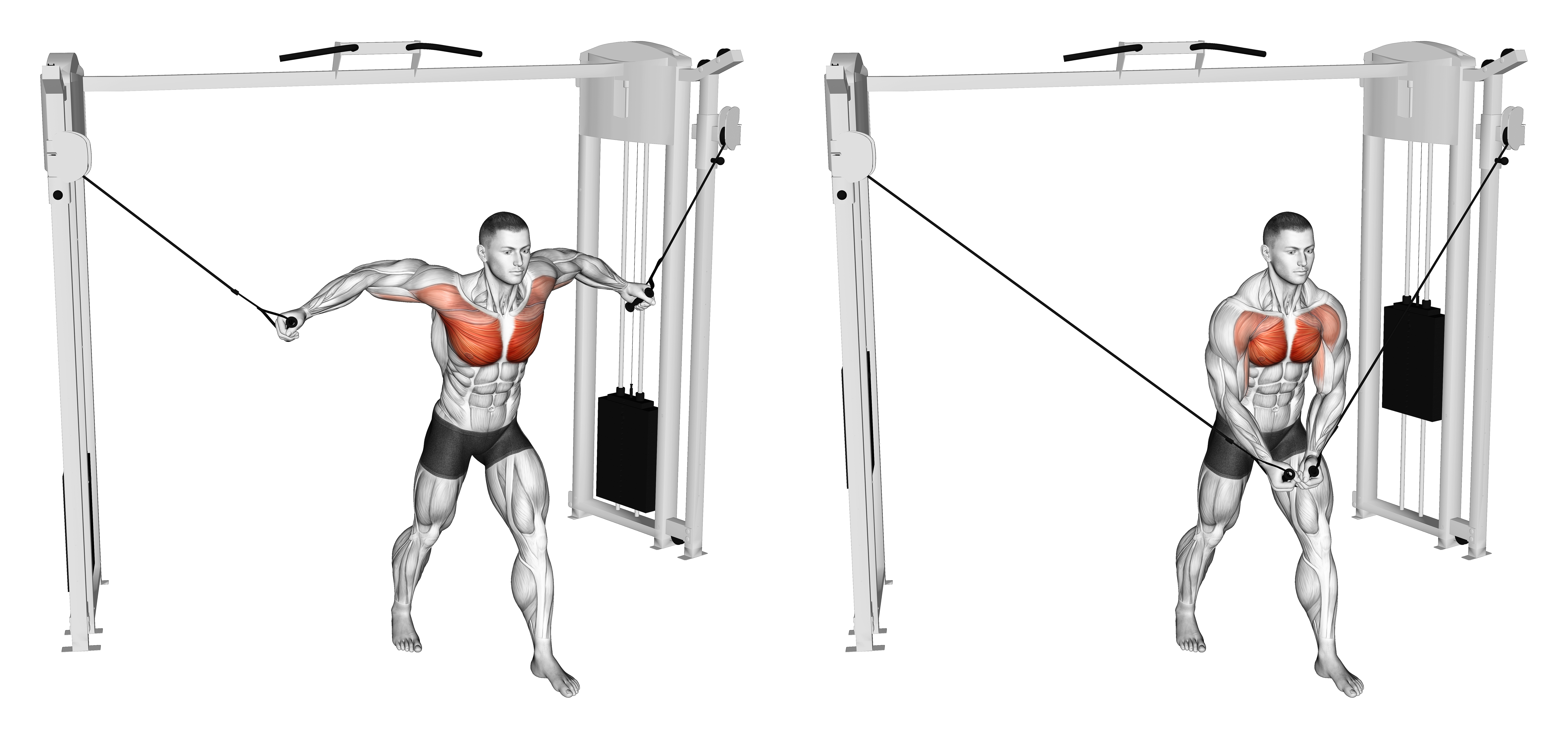 Cable Standing Fly