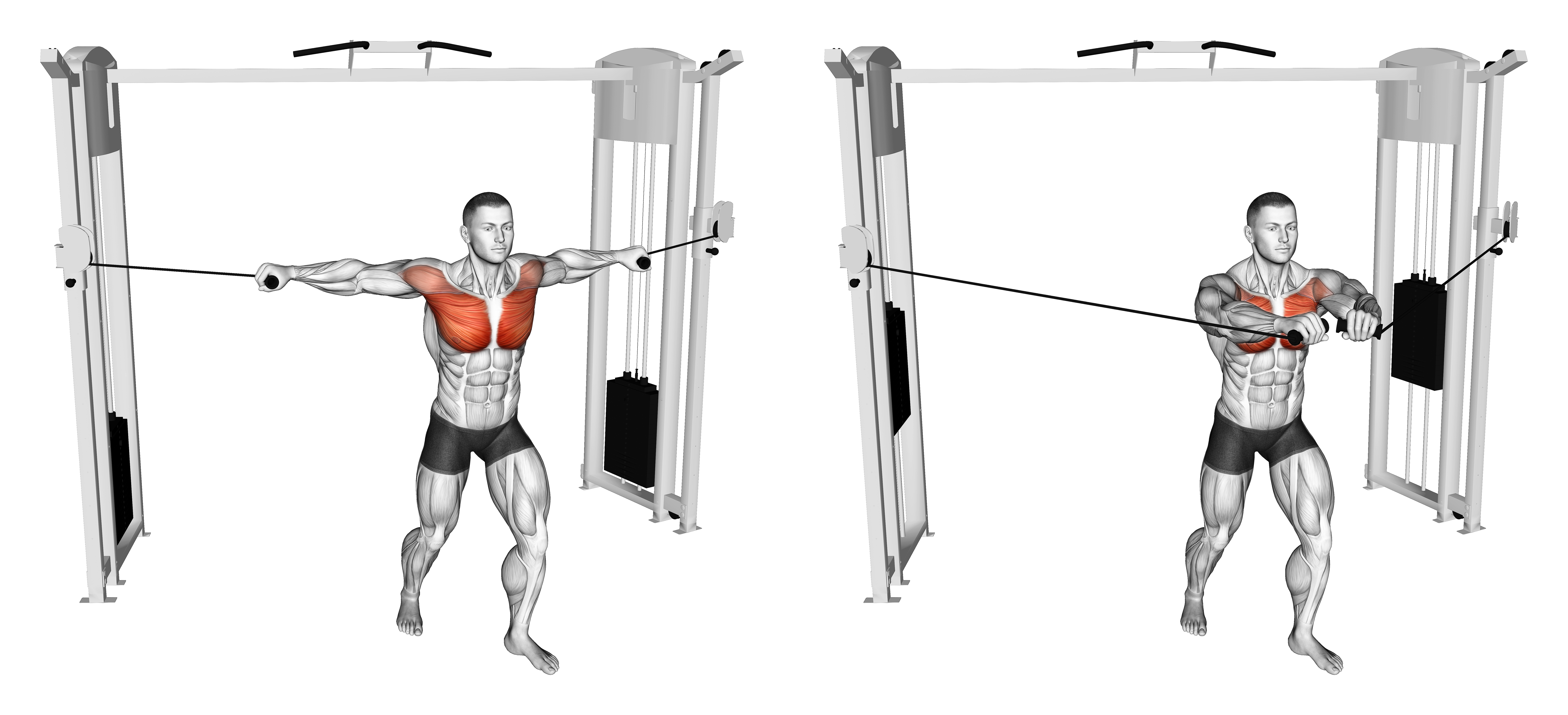 Cable Standing Neutral Grip Fly
