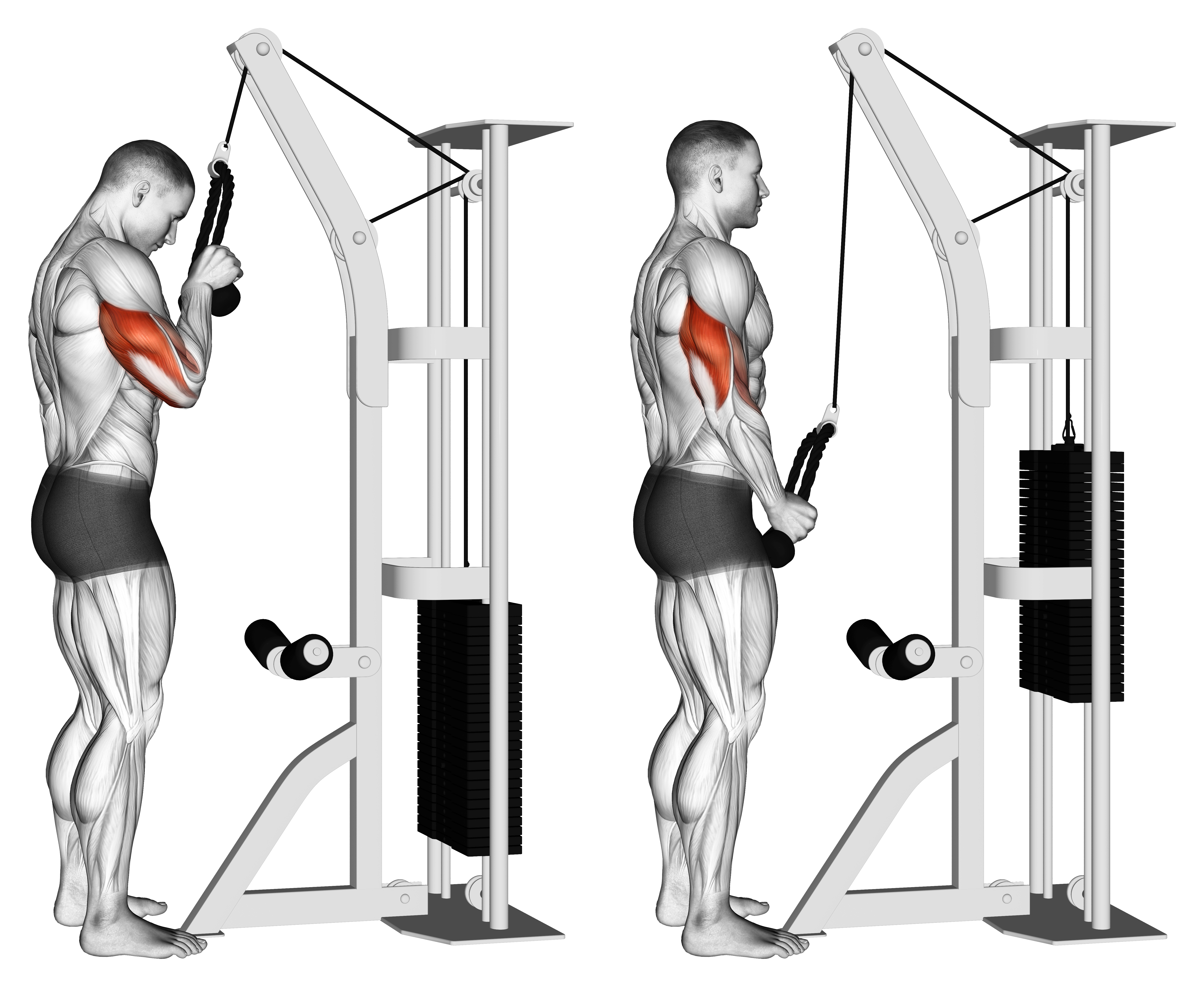 Cable Standing One Arm Tricep Pushdown (overhand Grip)