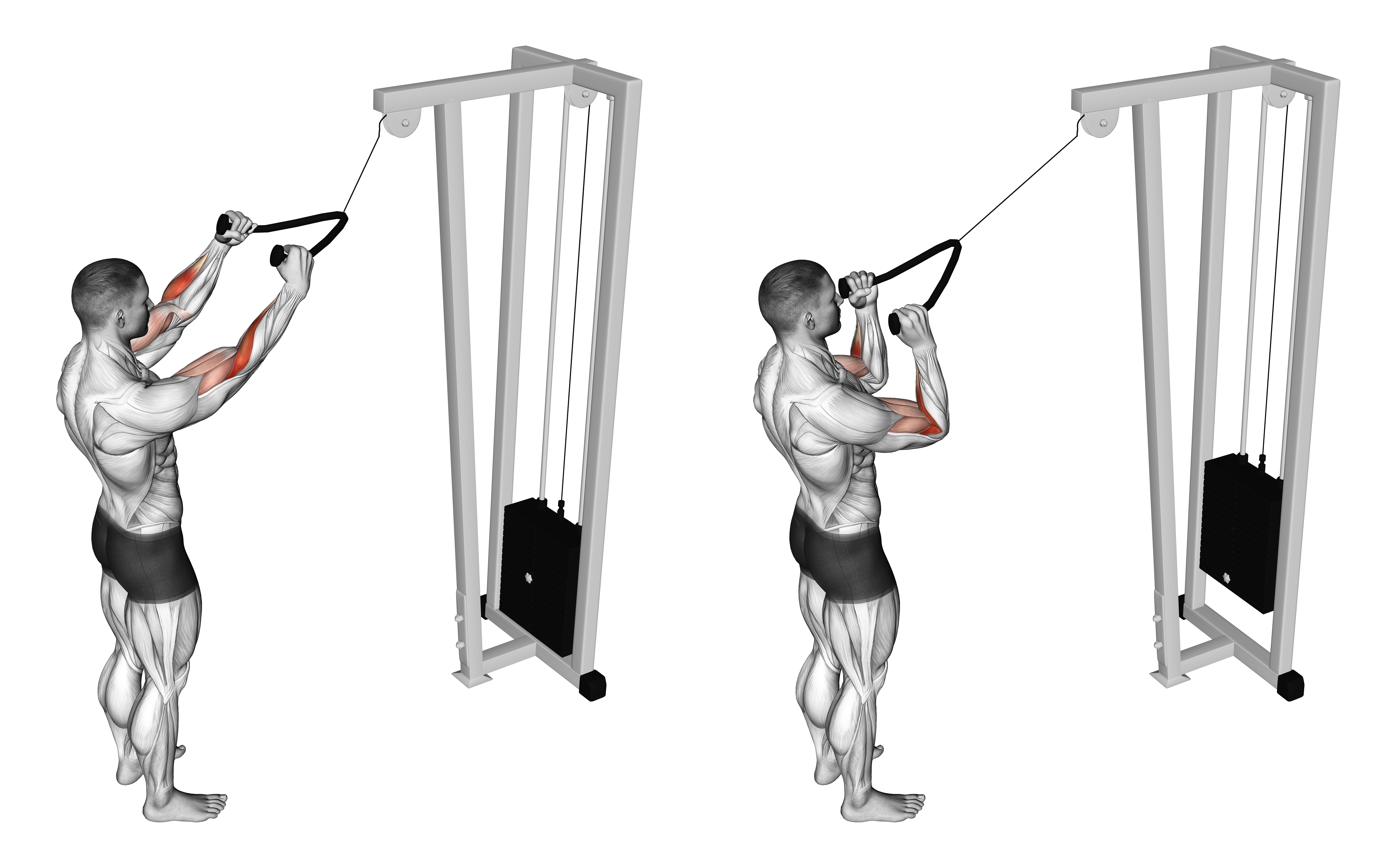 Cable Standing Pulldown With Rope 