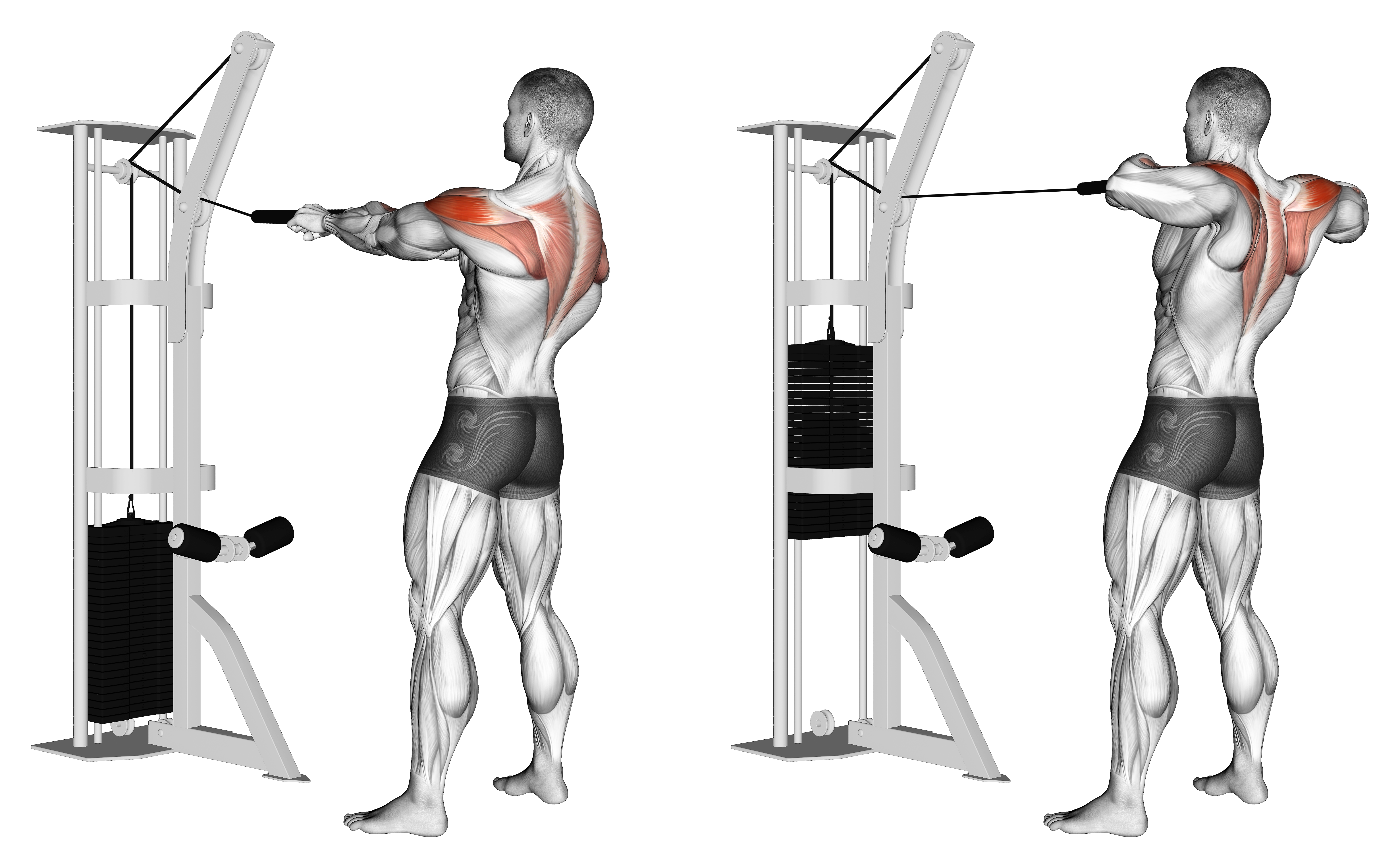 Cable Standing Rear Delt Horizontal Row (with Rope)