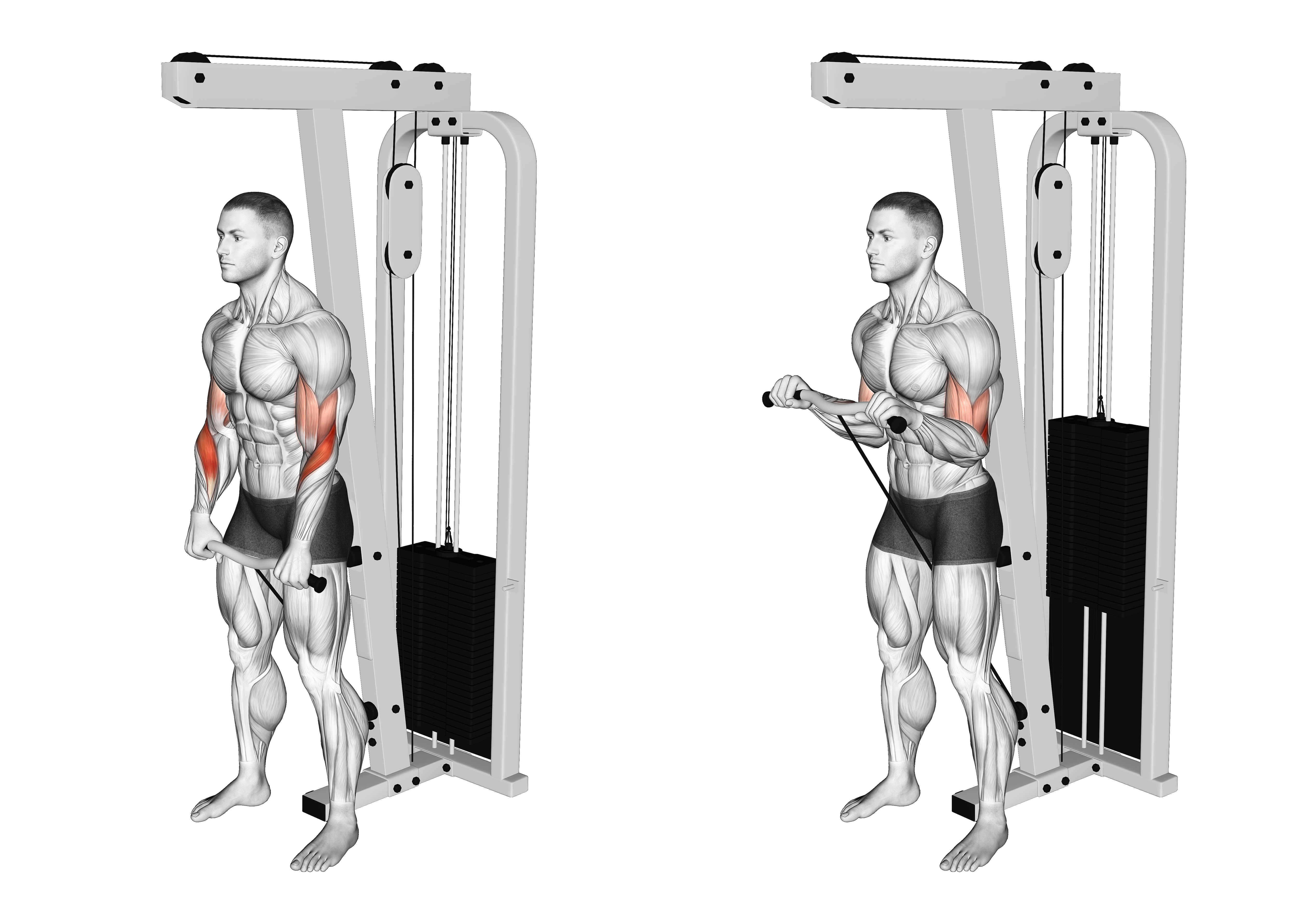 Cable Standing Reverse Curl (sz Bar)
