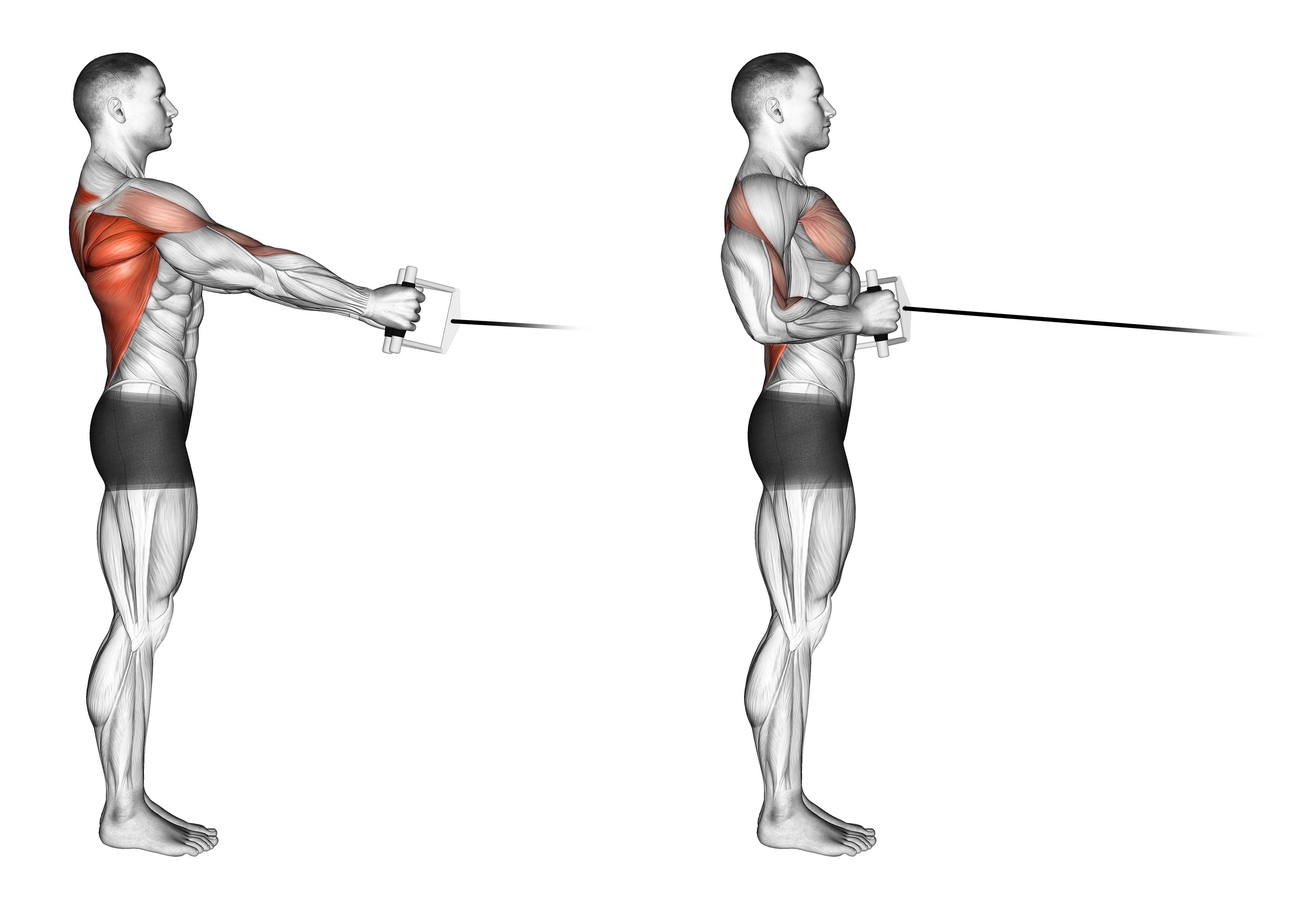 Cable Standing Row (v Bar)
