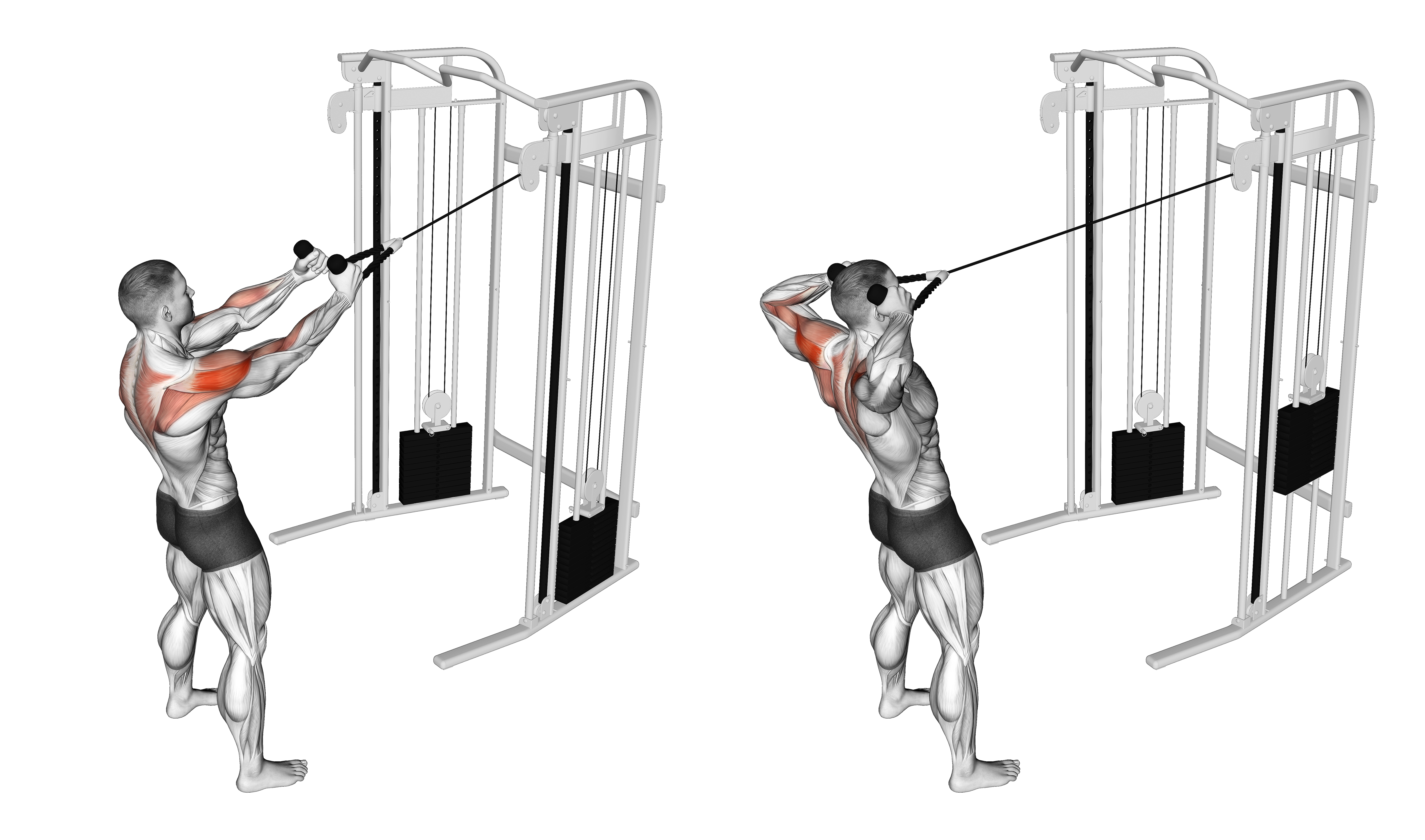Cable Standing Supinated Face Pull (with Rope)