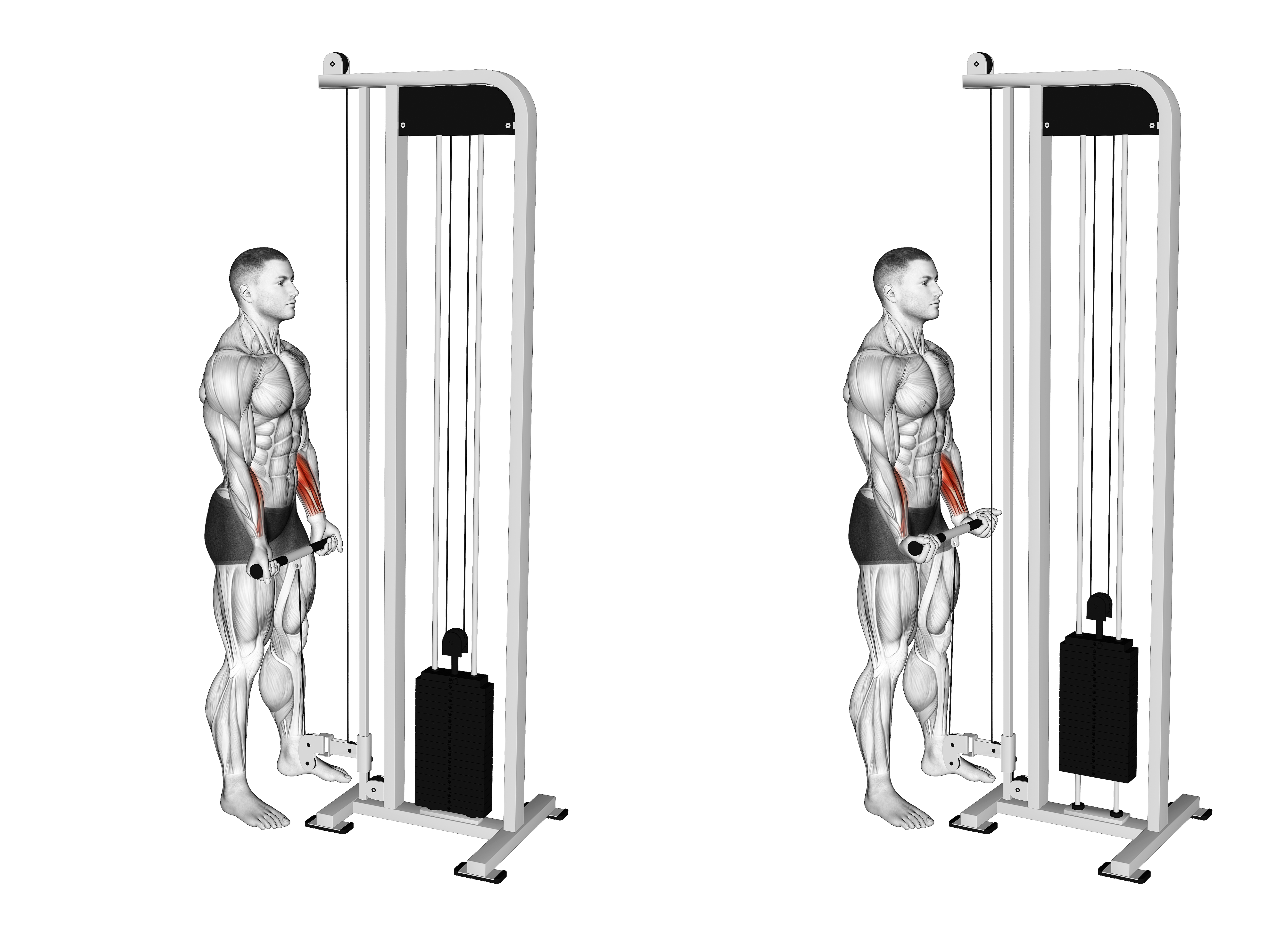 Cable Standing Wrist Curl