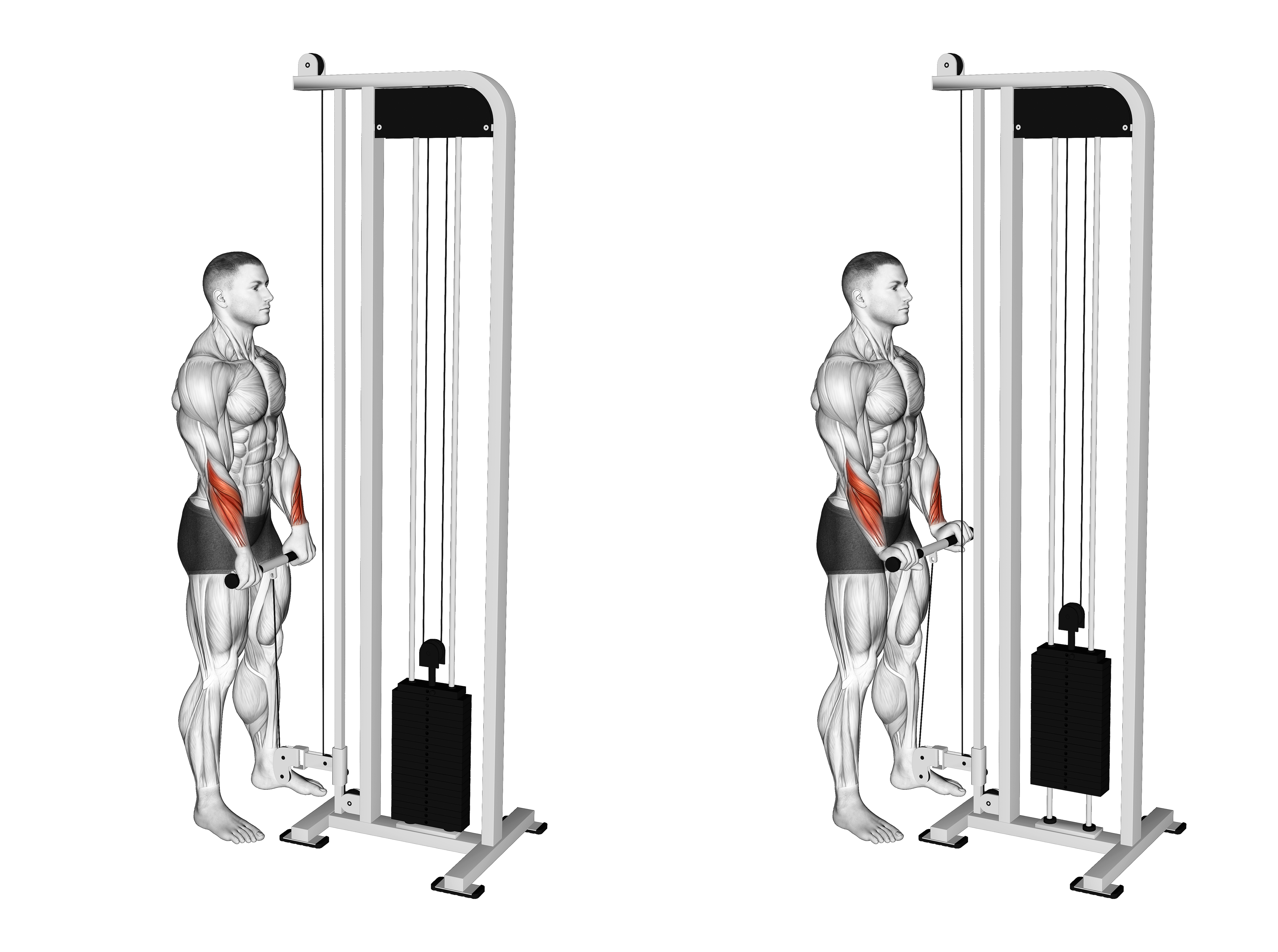 Cable Standing Wrist Reverse Curl