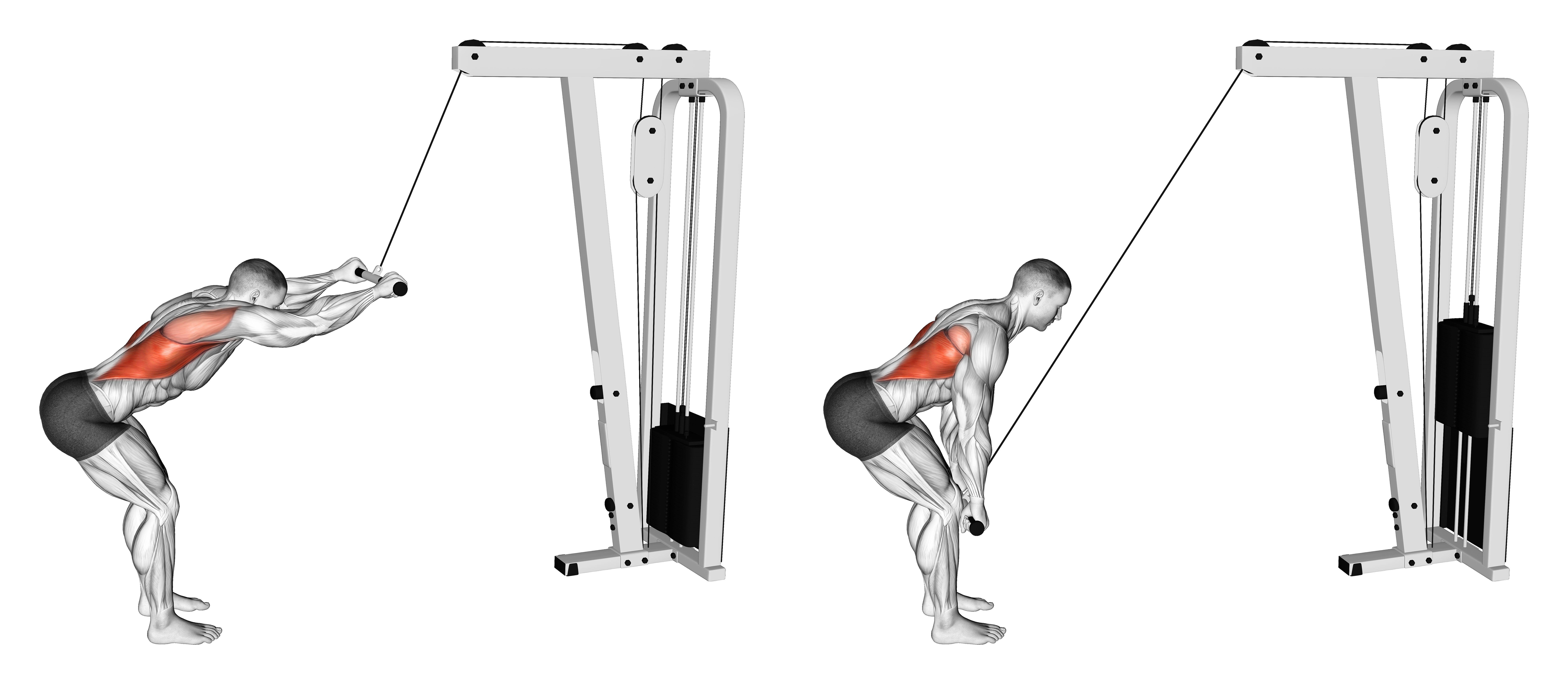 Cable Straight Arm Pulldown (version 2)