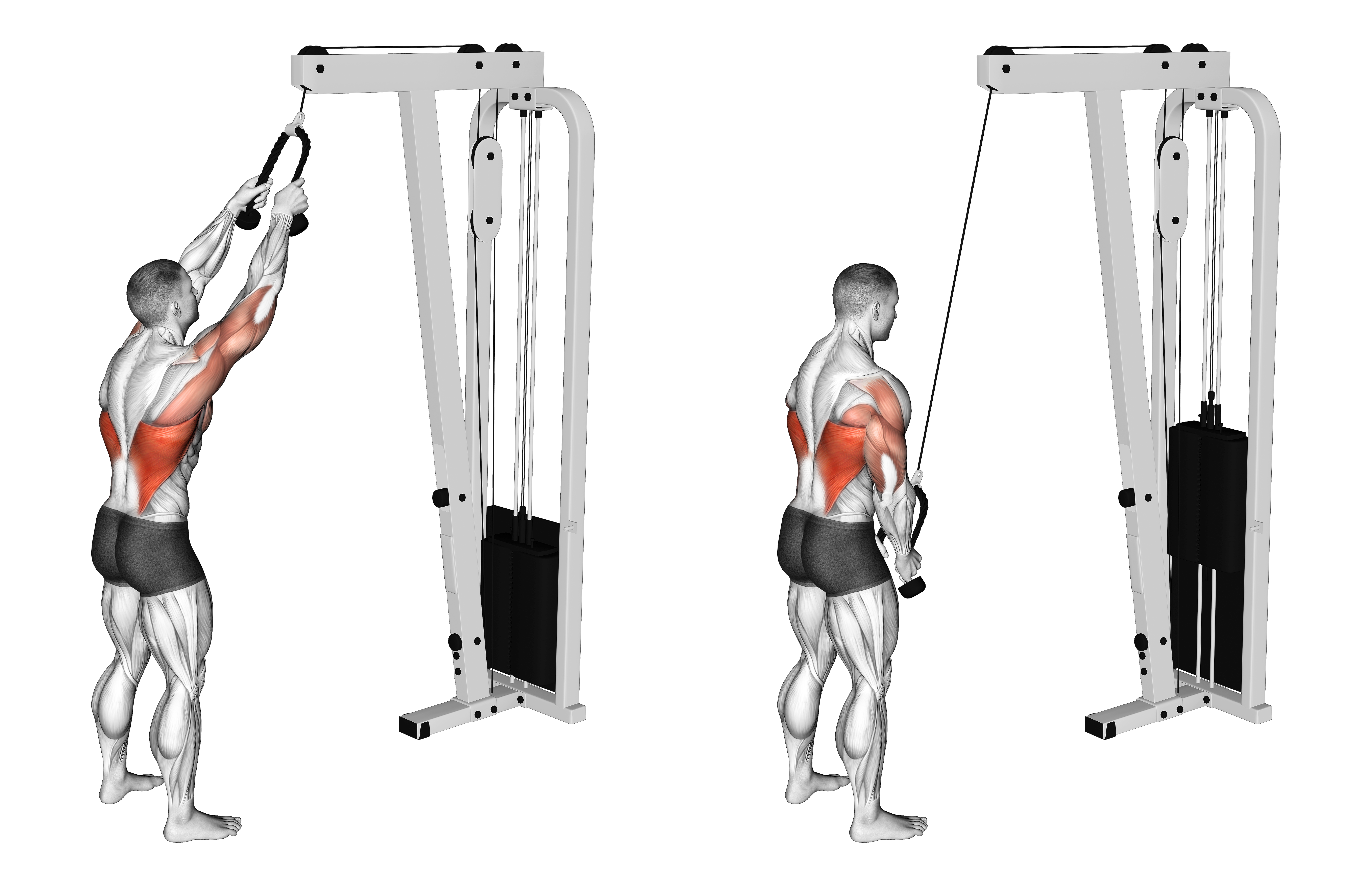 Cable Straight Arm Pulldown (with Rope)