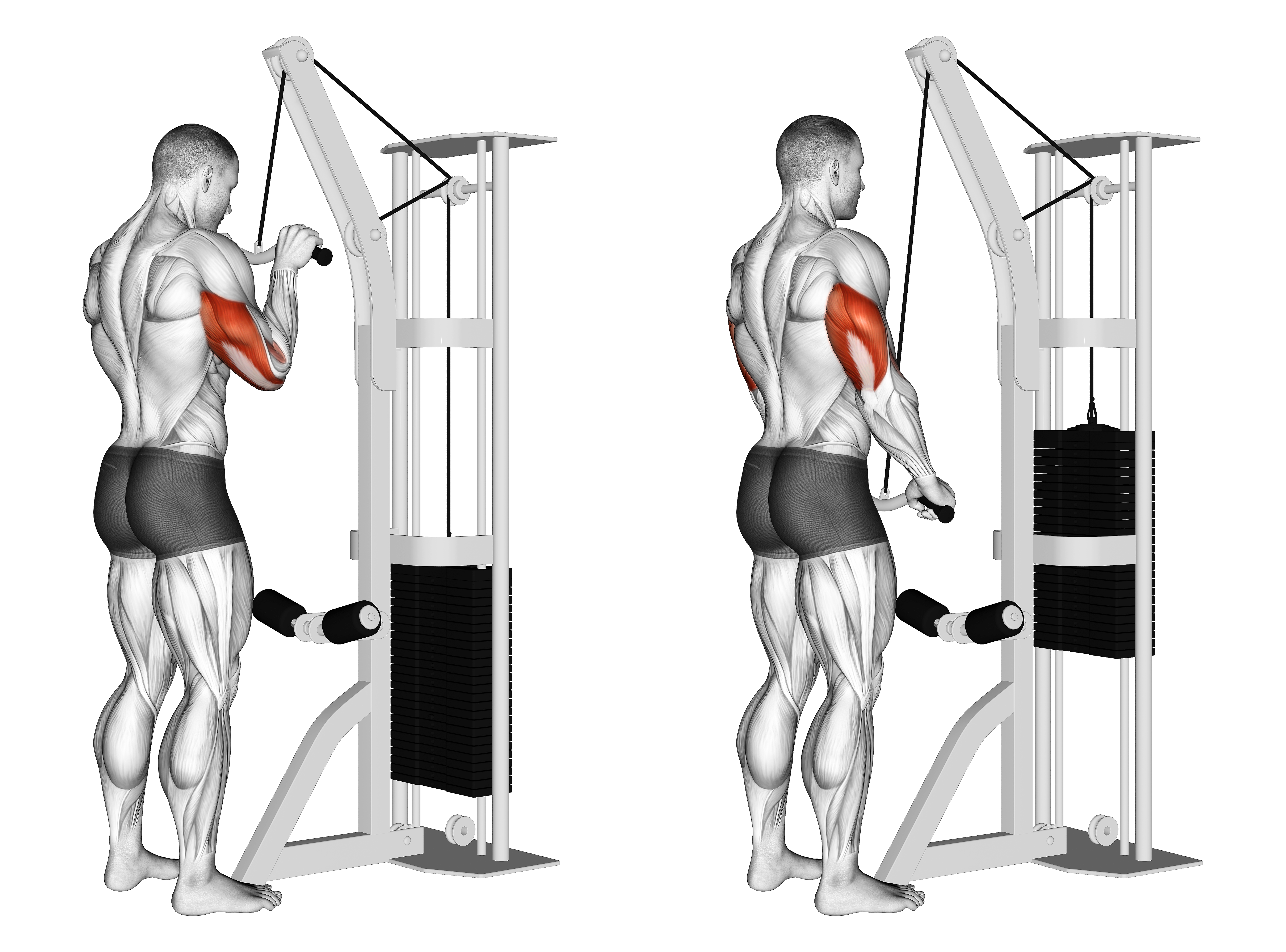 Cable Triceps Pushdown (sz Bar)