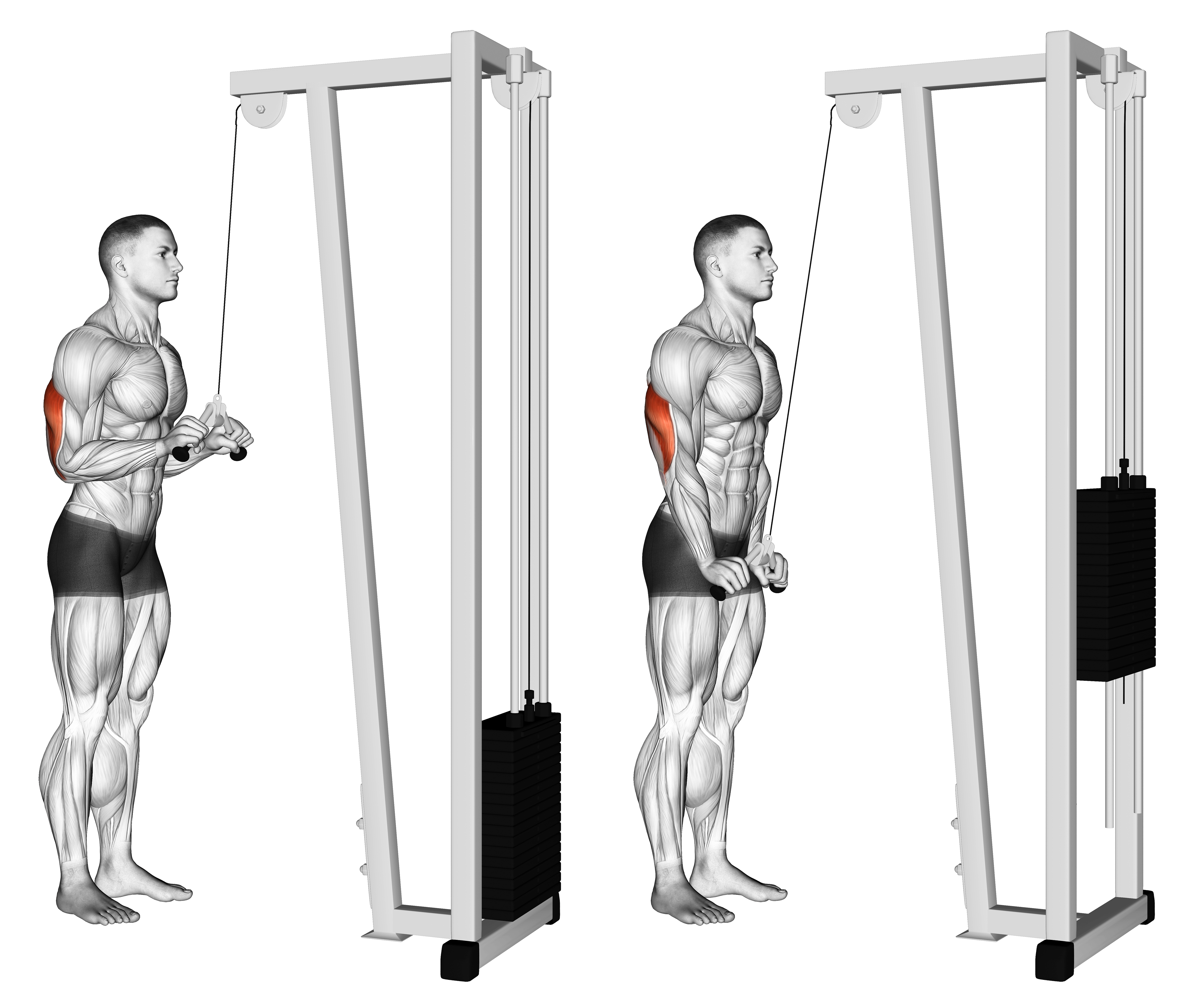 Cable Triceps Pushdown (v Bar Attachment)