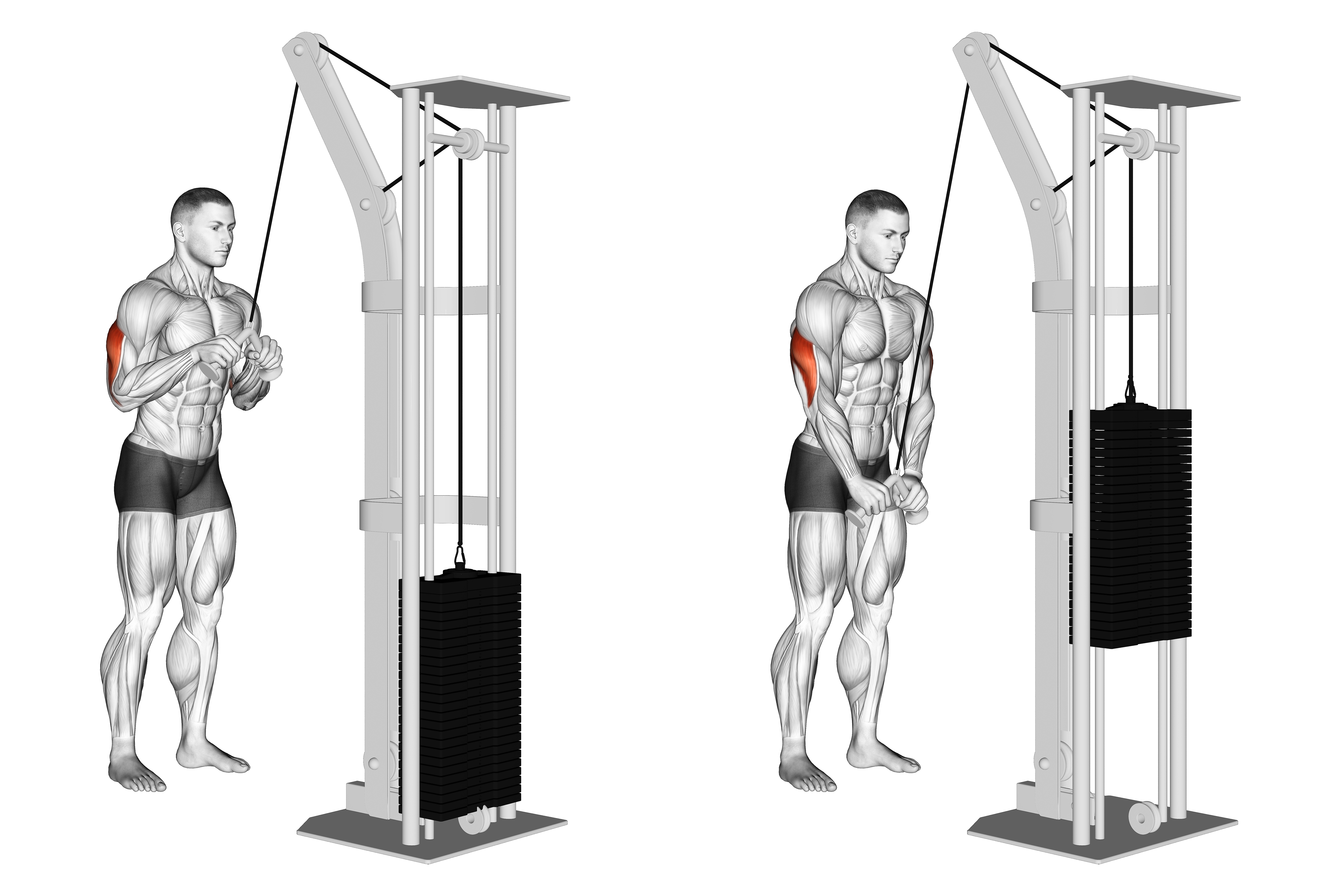Cable Triceps Pushdown (v Bar) (version 2)