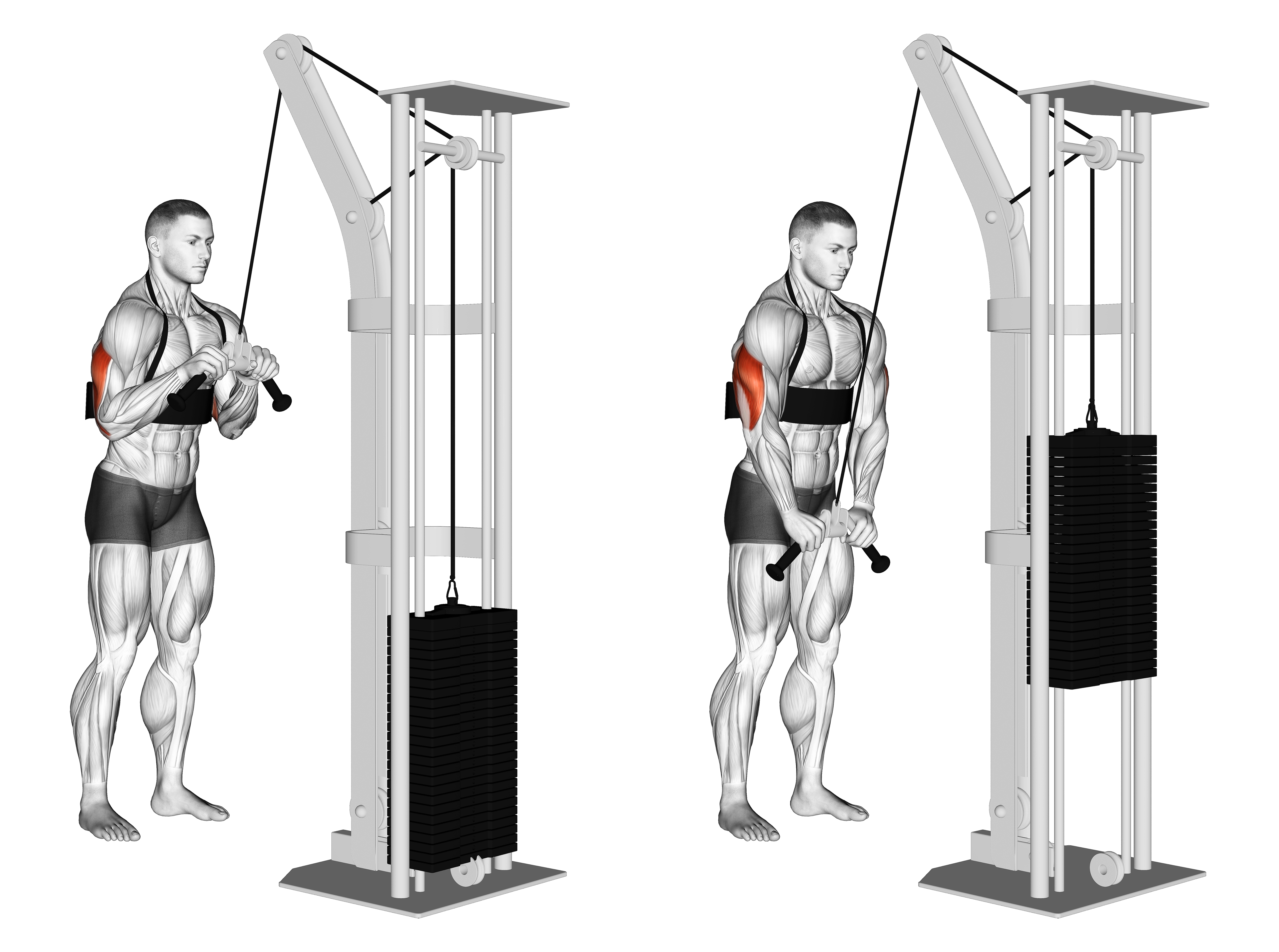 Cable Triceps Pushdown (v Bar) (with Arm Blaster)