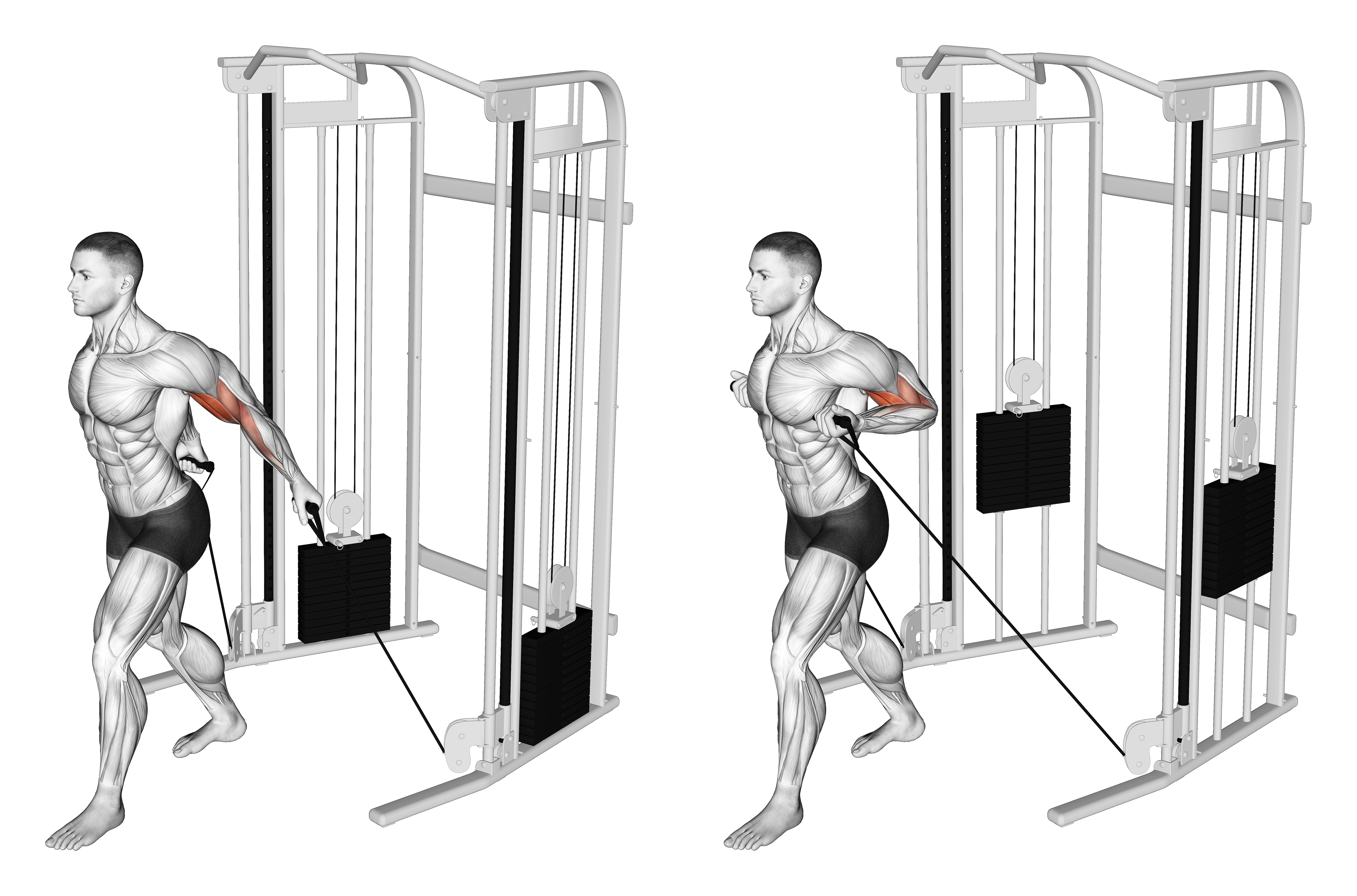 Cable Unilateral Bicep Curl