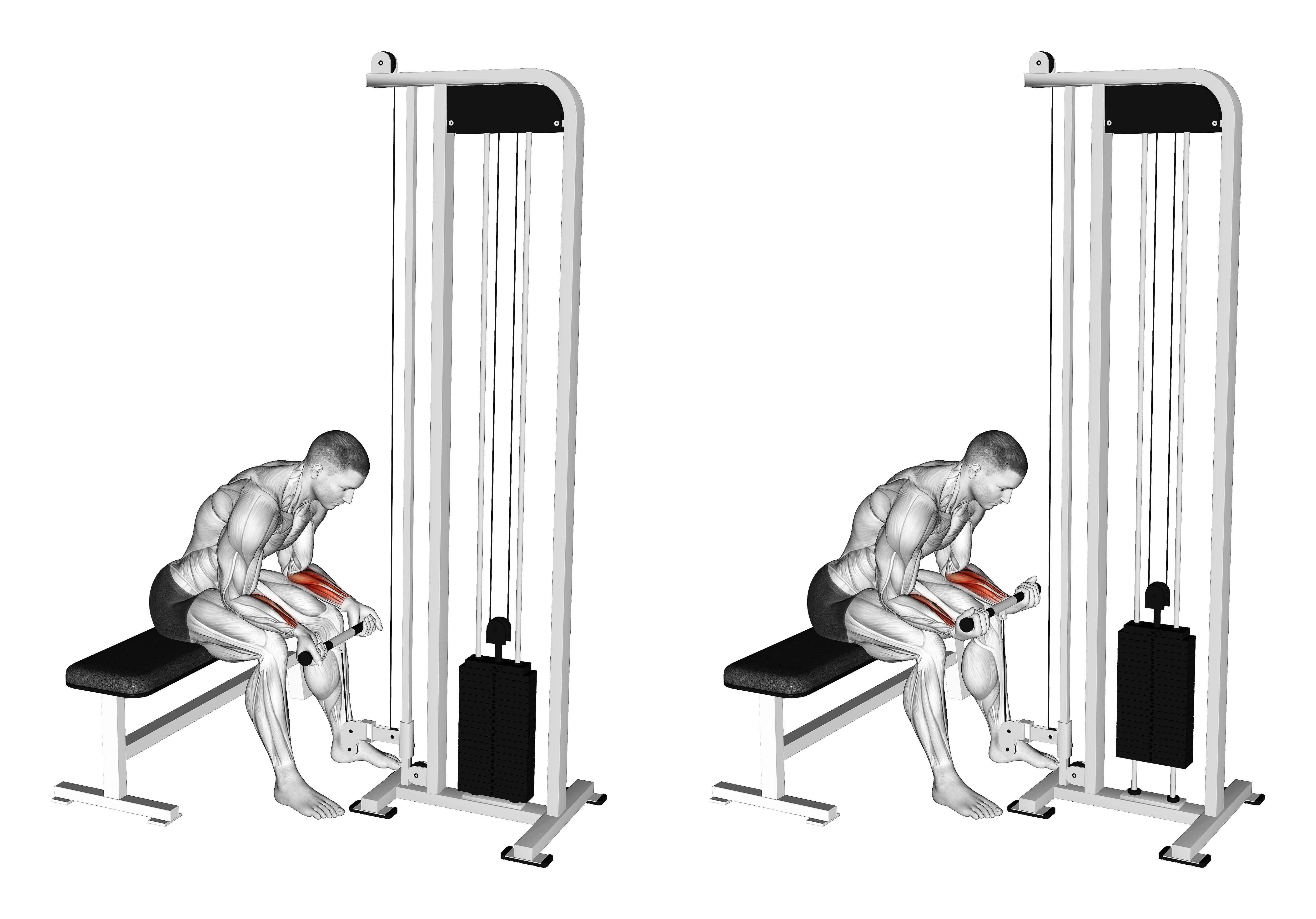 Cable Wrist Curl