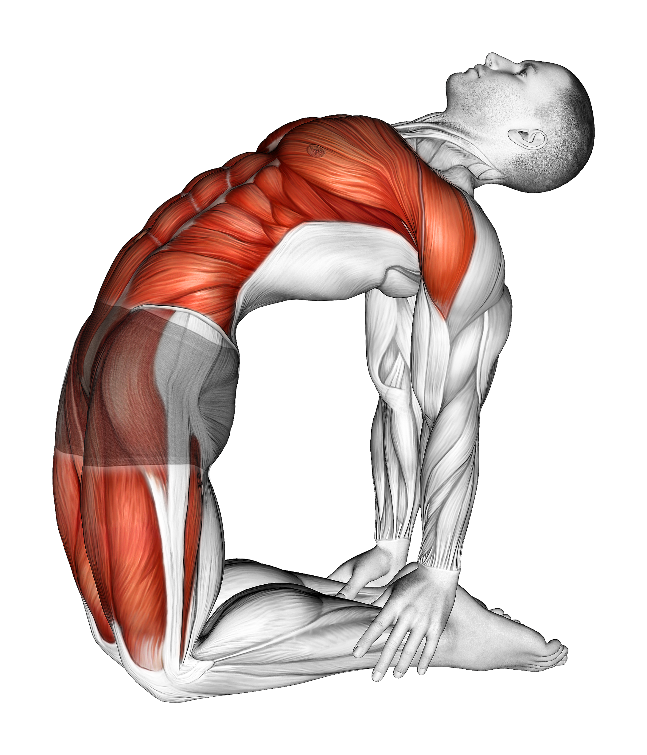 Camel Pose