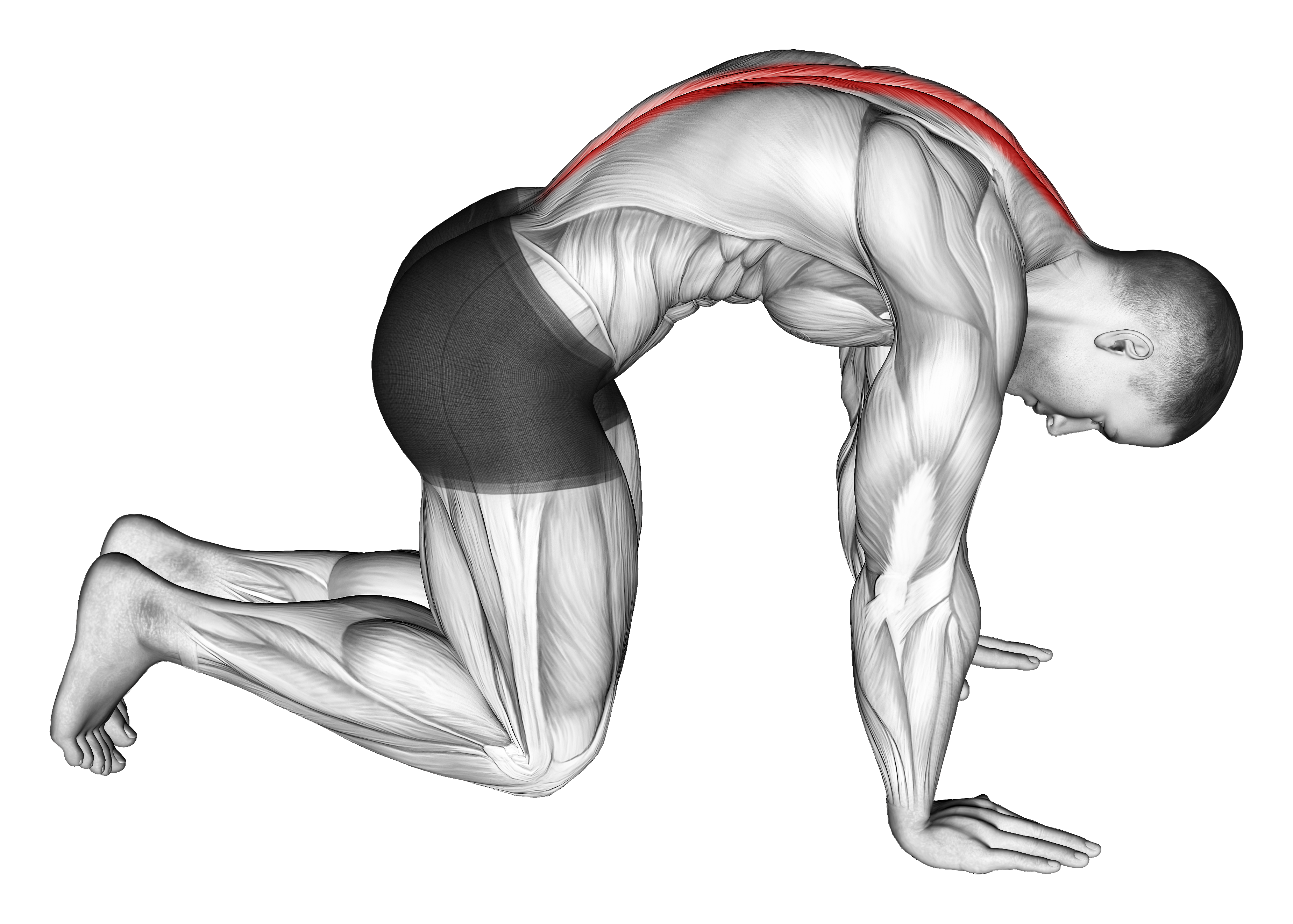 Cat Stretch M