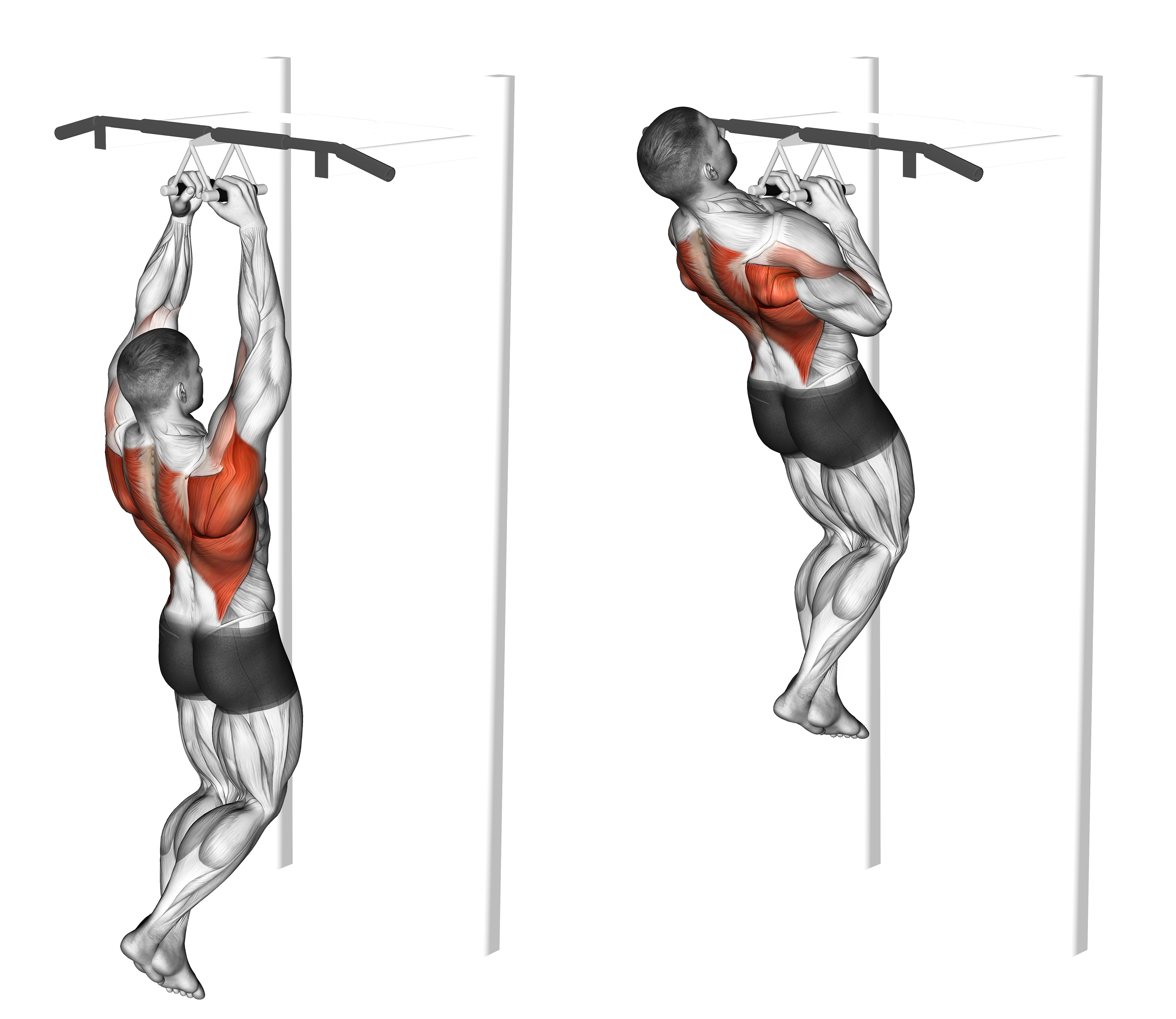 Chin Ups (narrow Parallel Grip)