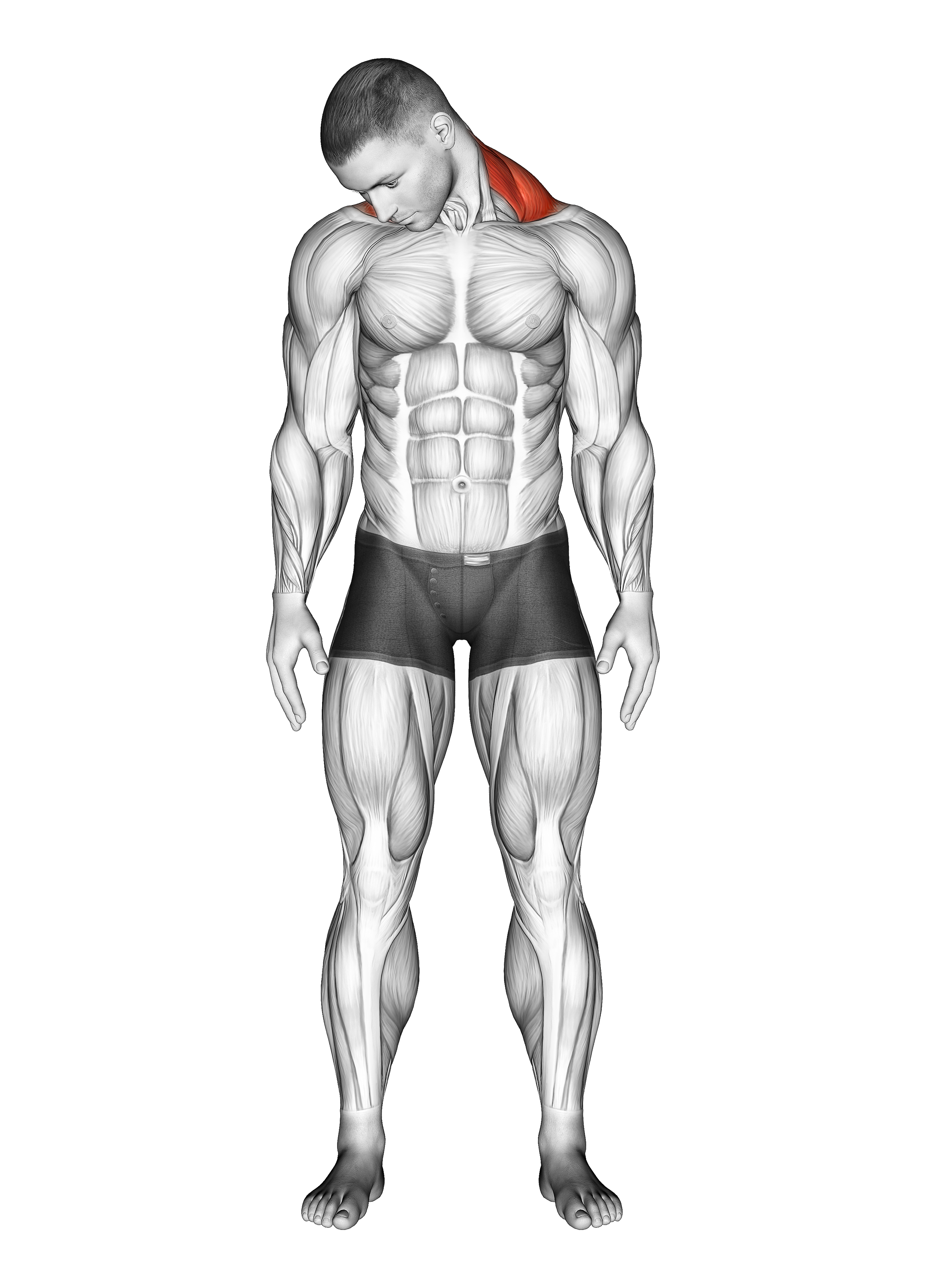 Diagonal Flexion Neck Stretch