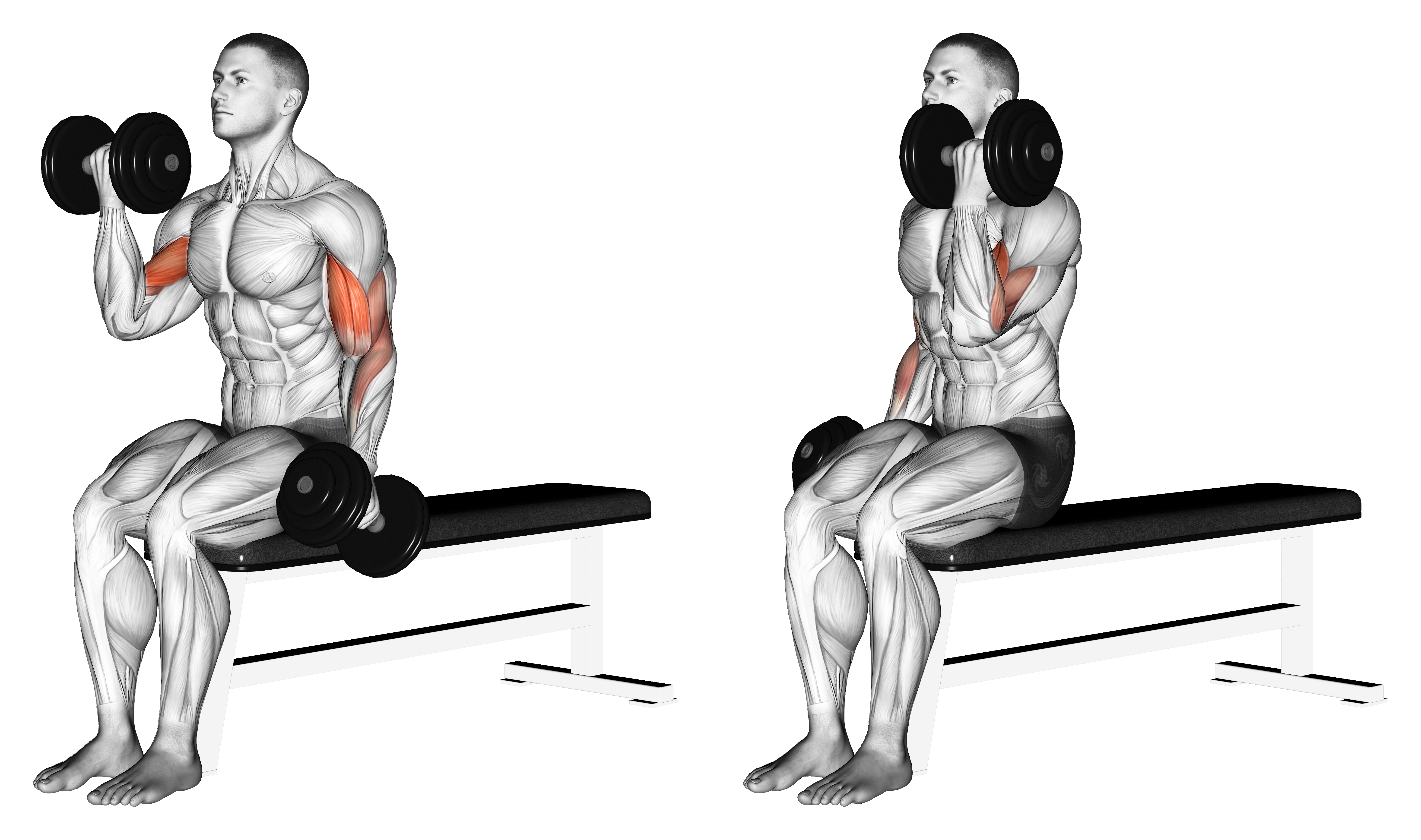 Dumbbell Alternate Biceps Curl