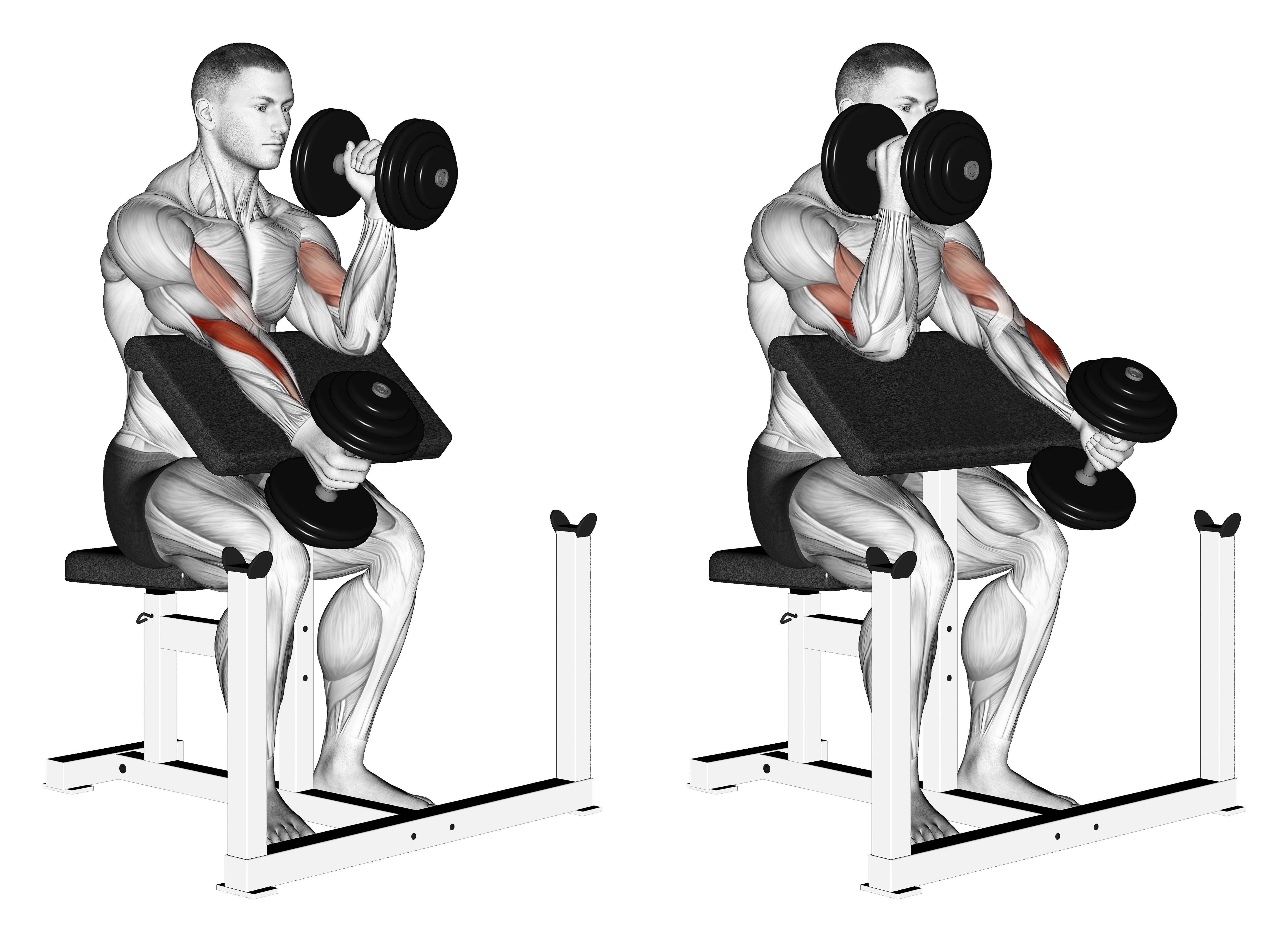 Dumbbell Alternate Hammer Preacher Curl