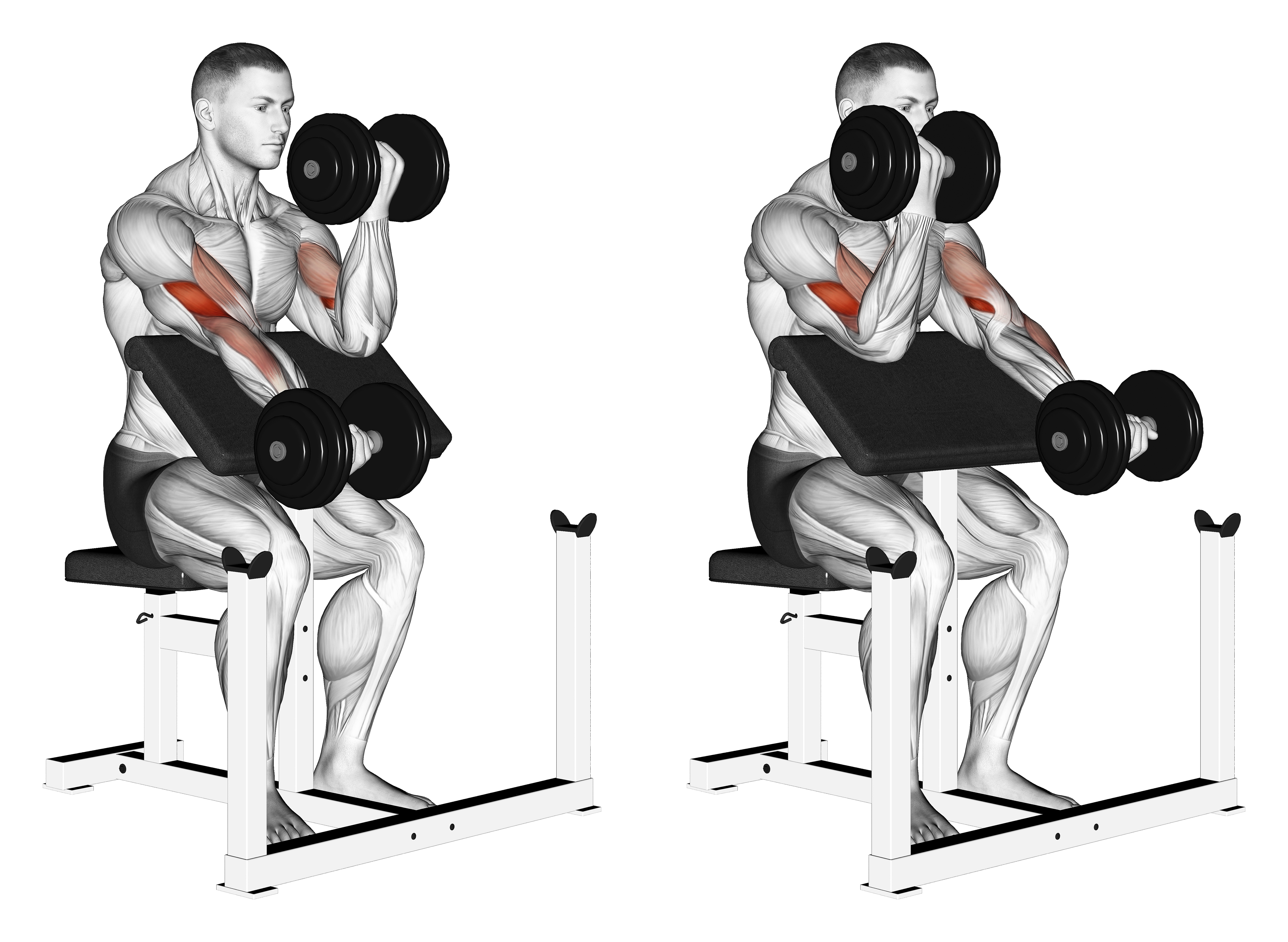 Dumbbell Alternate Preacher Curl