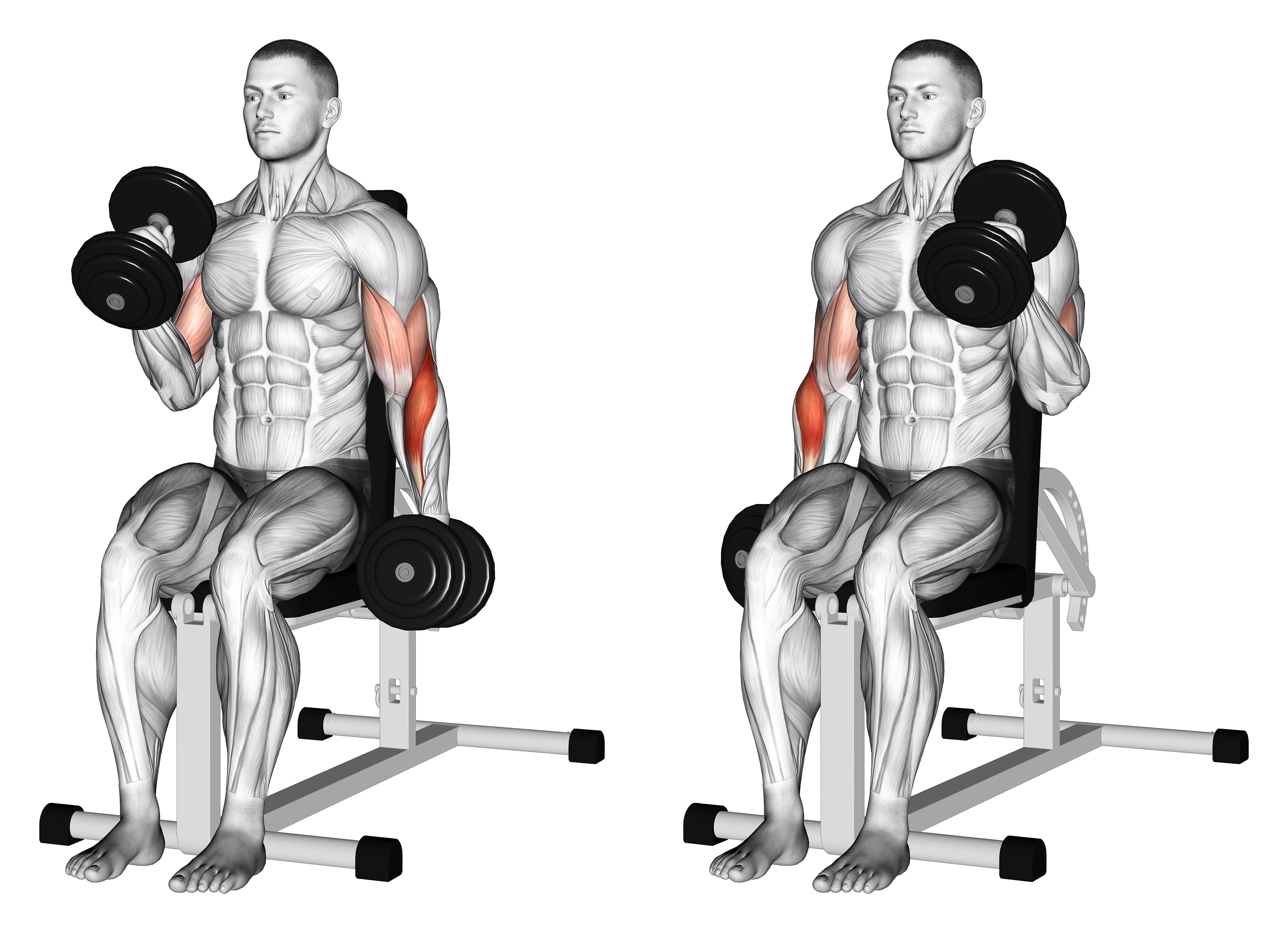 Dumbbell Alternate Seated Hammer Curl