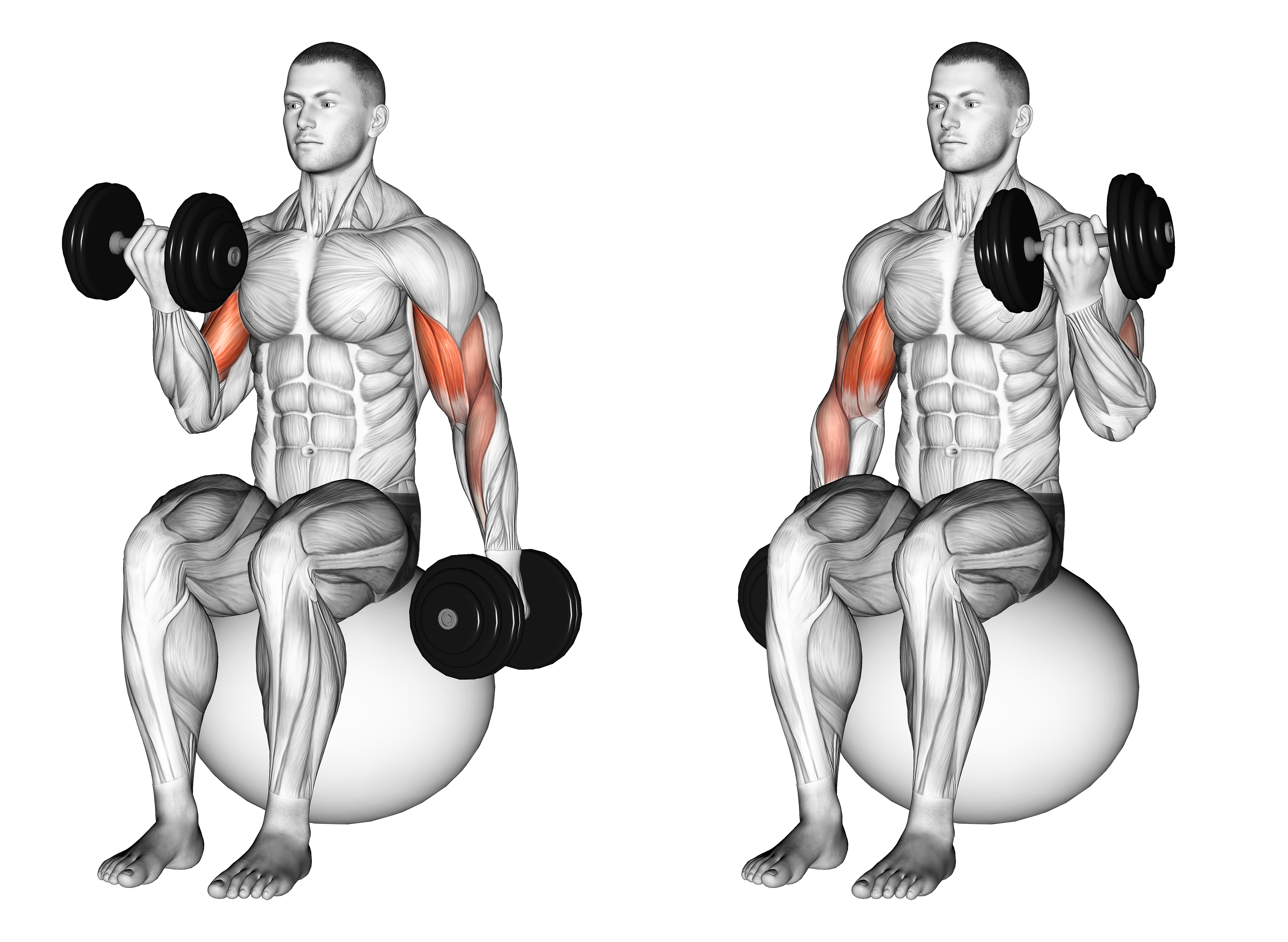Dumbbell Alternating Seated Bicep Curl On Exercise Ball