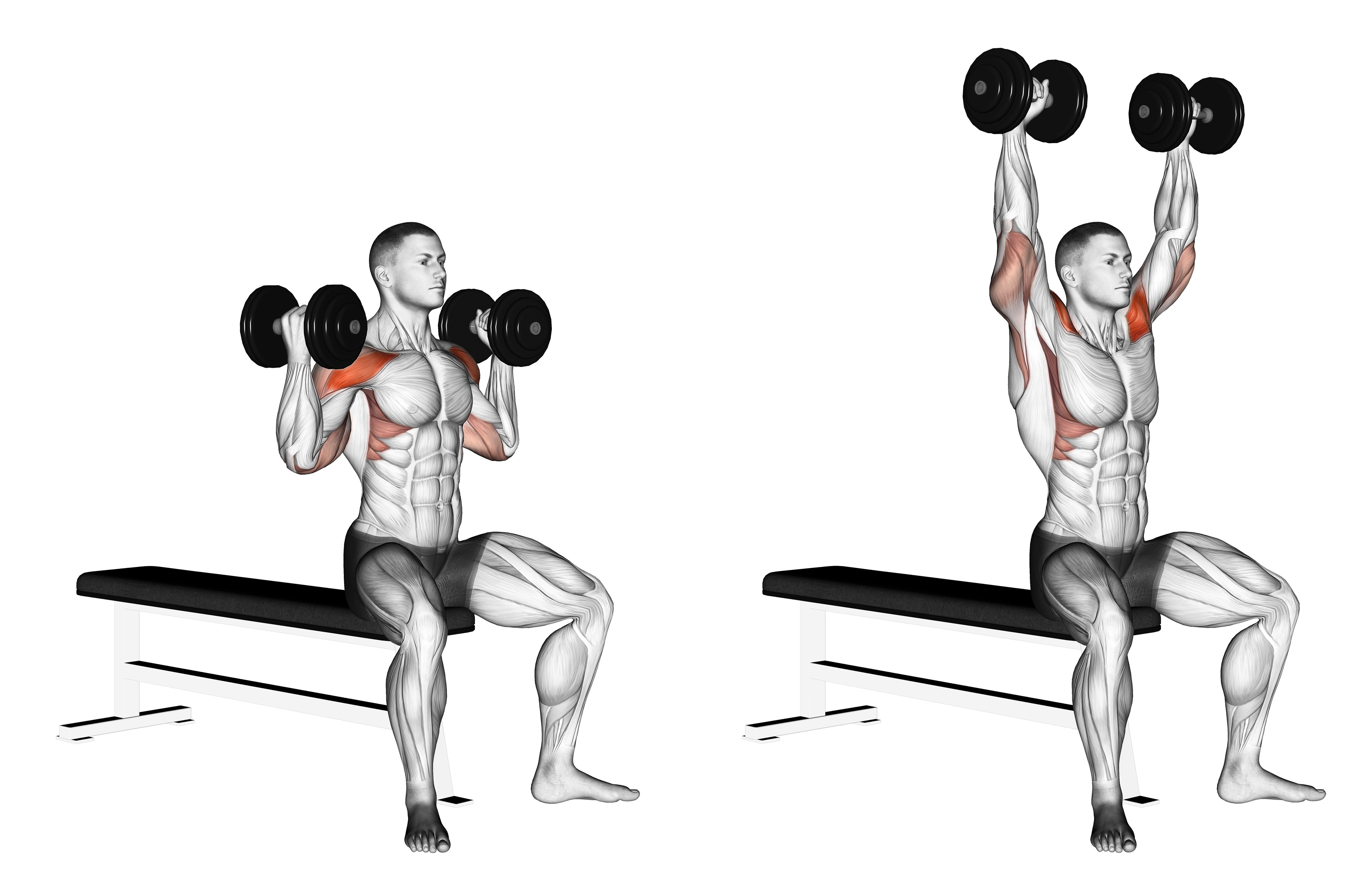 Dumbbell Arnold Press Ii