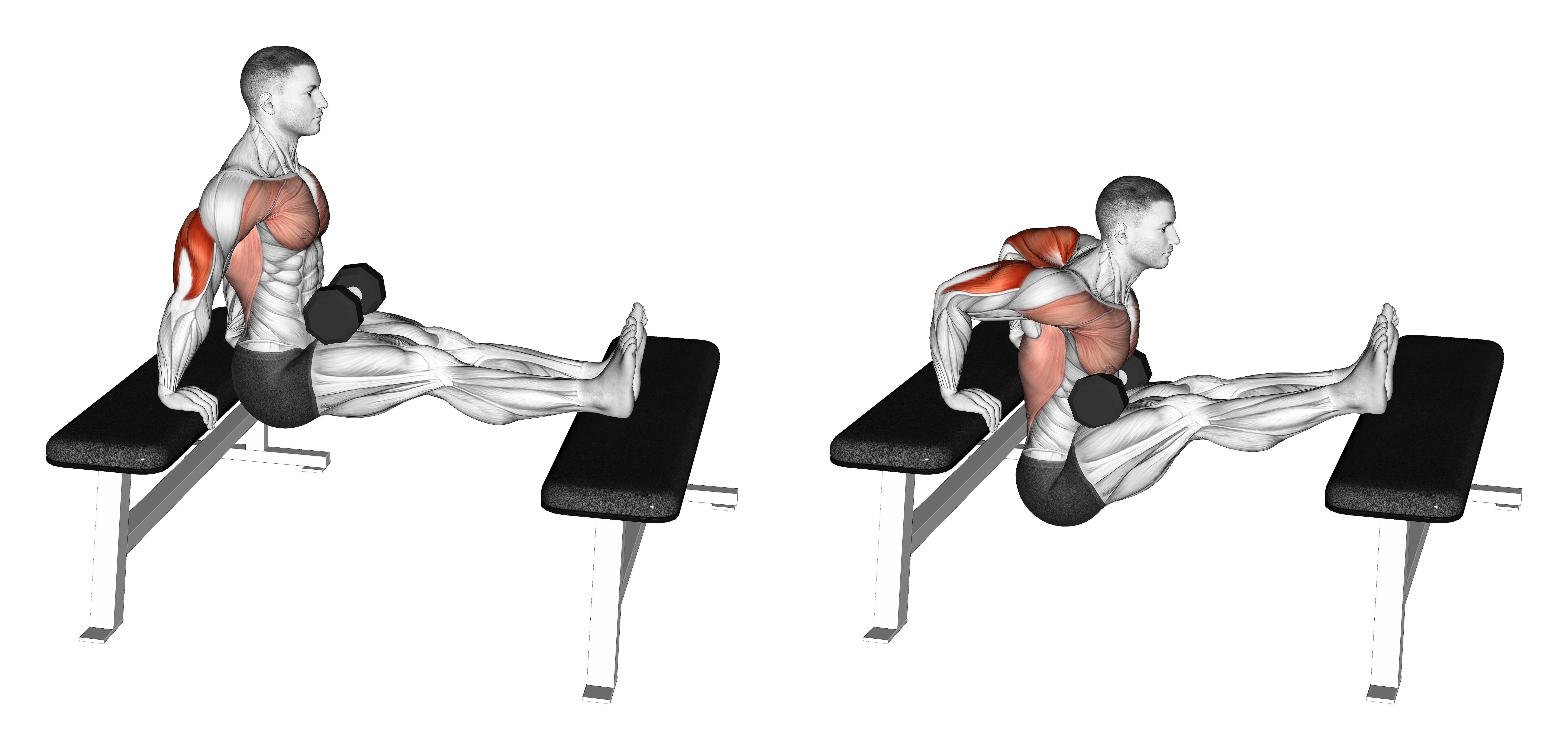 Dumbbell Bench Dip With Legs Elevated