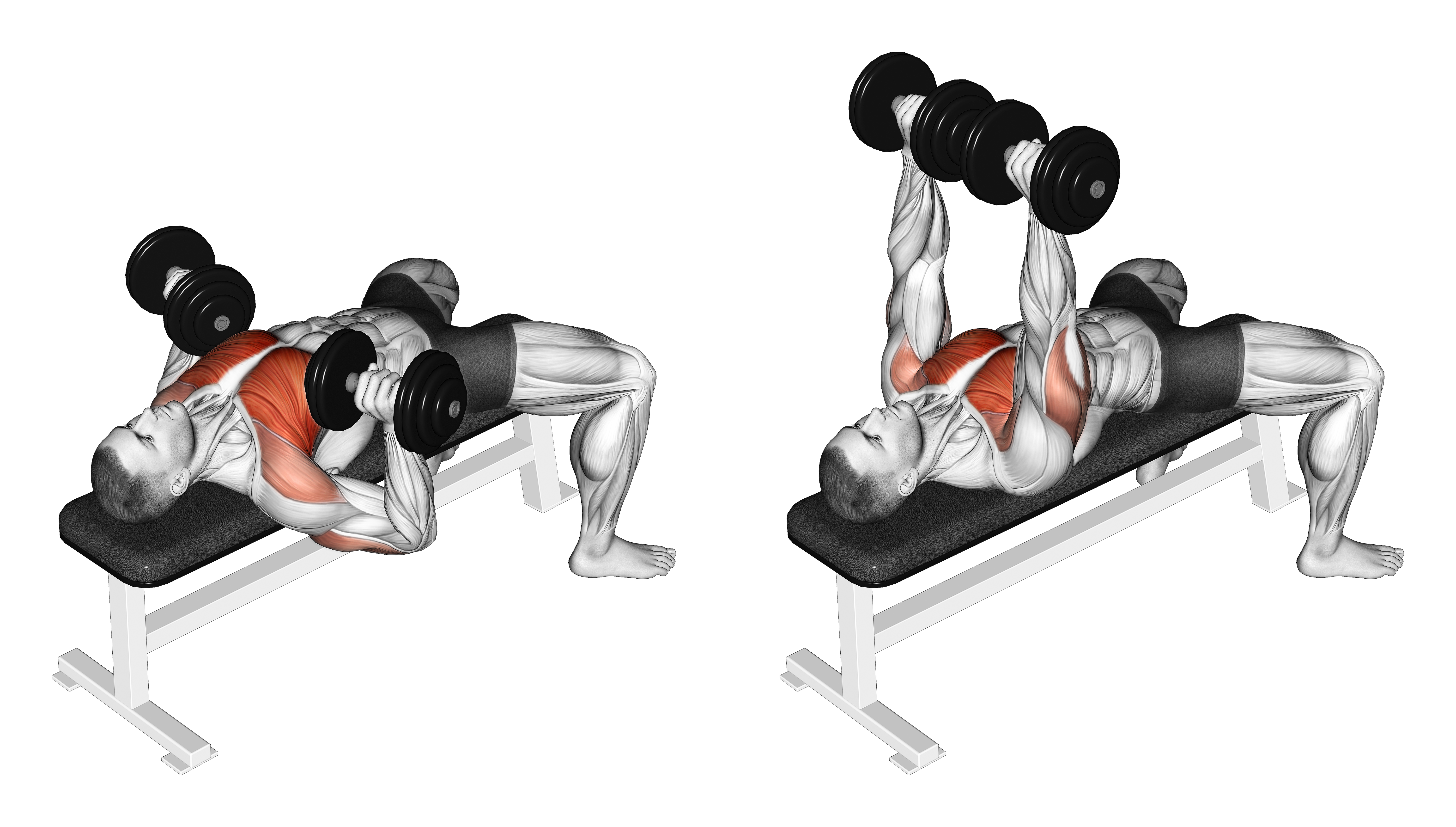 Dumbbell Bench Press