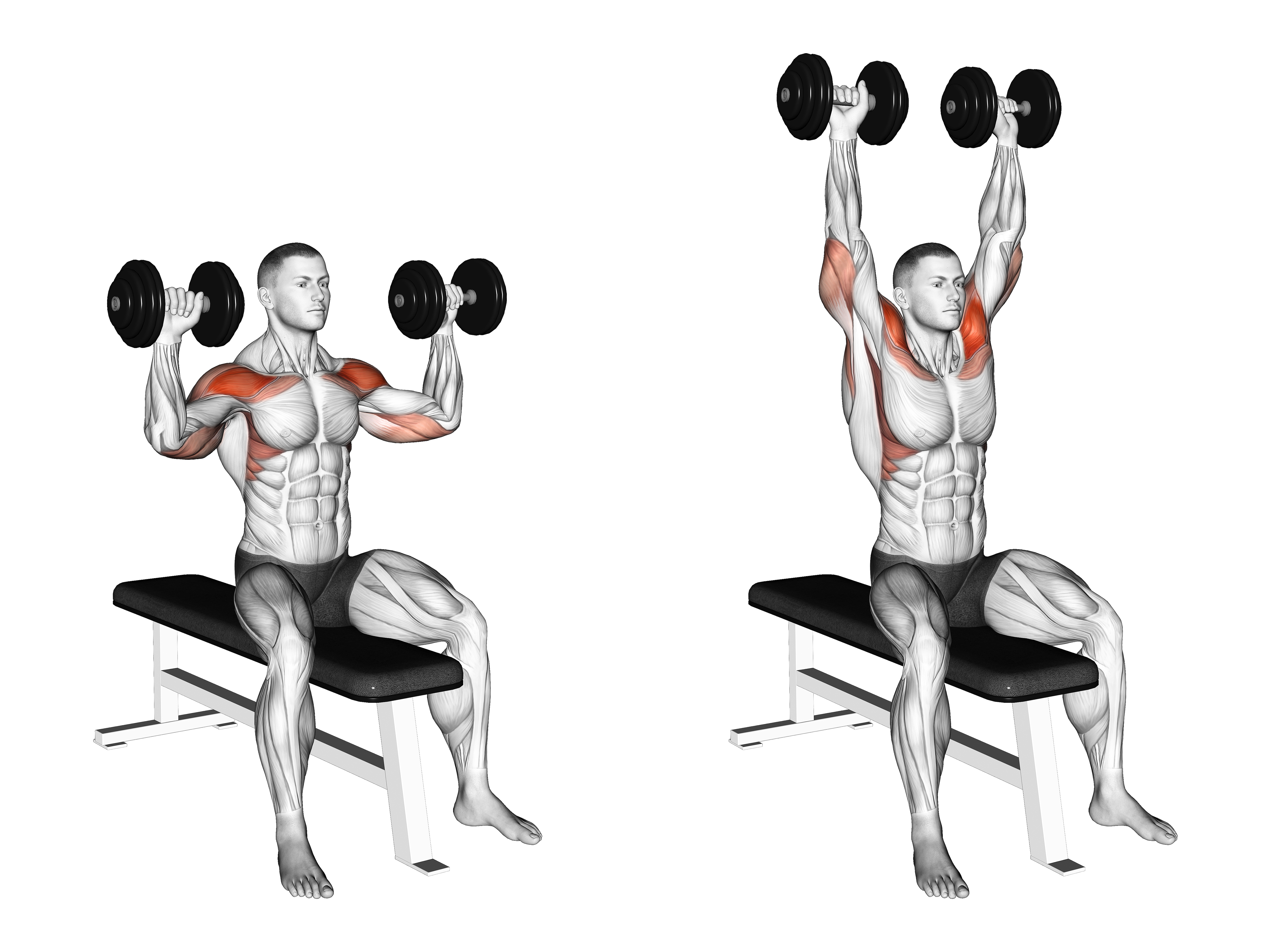 Dumbbell Bench Seated Press