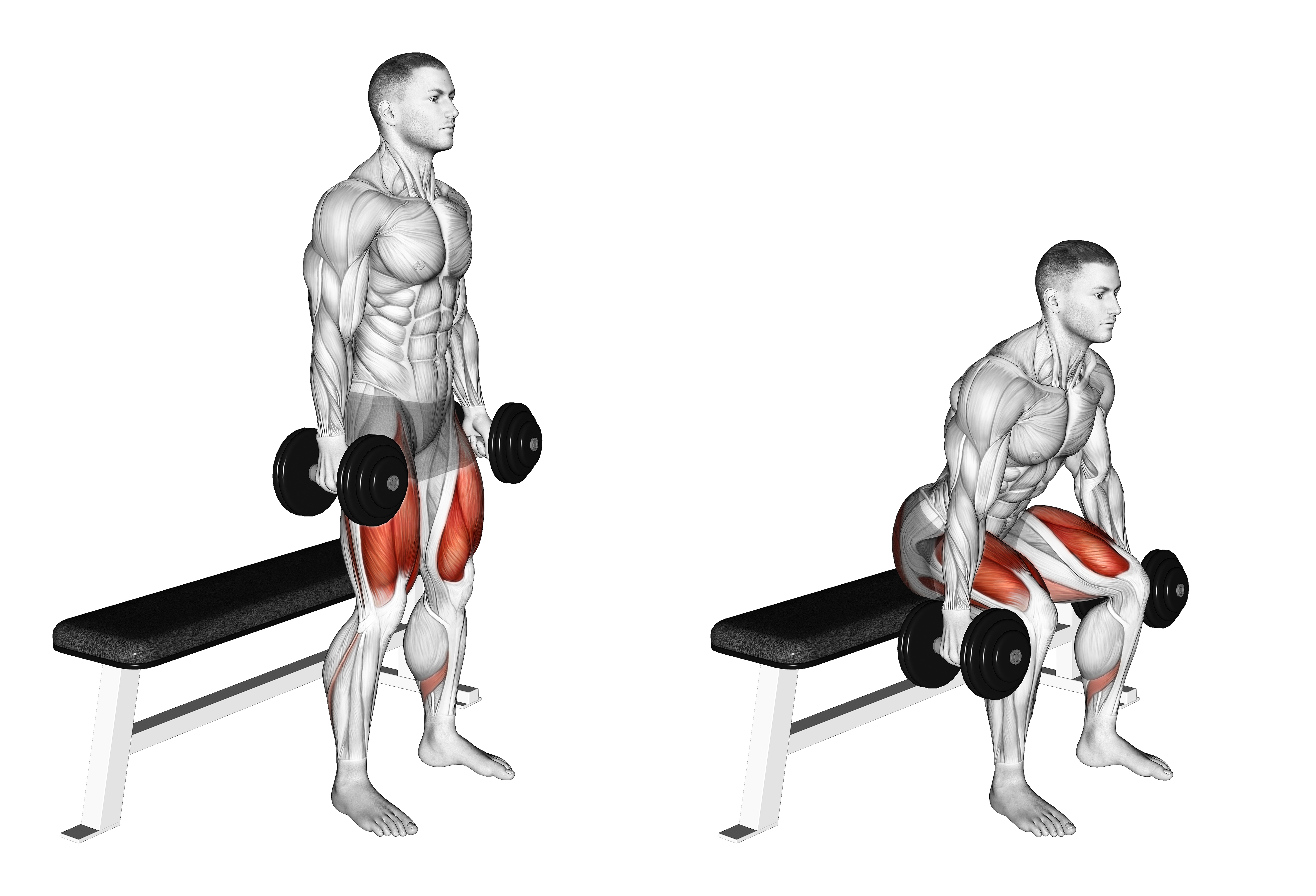 Dumbbell Bench Squat