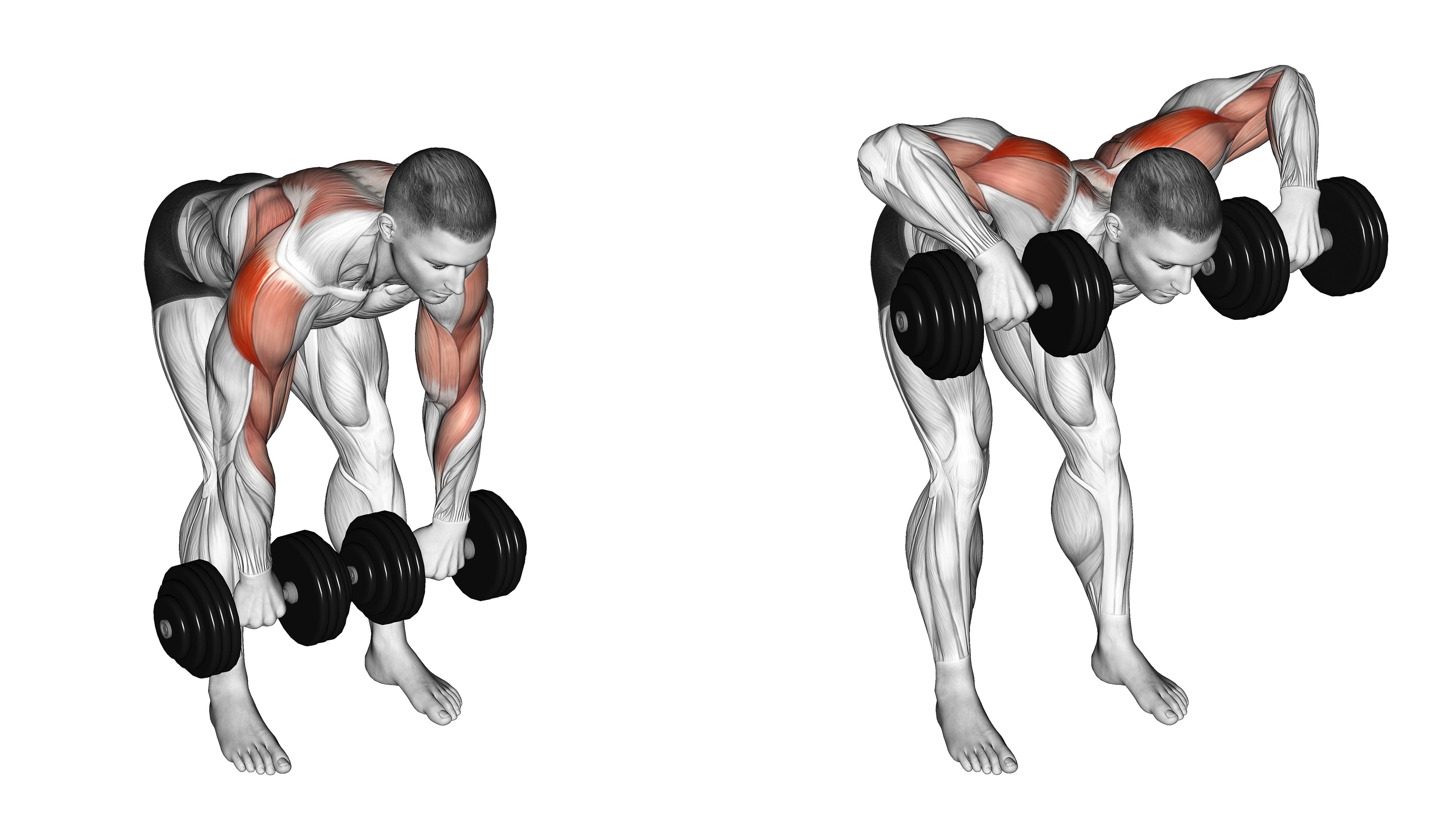 Dumbbell Bent Over Face Pull