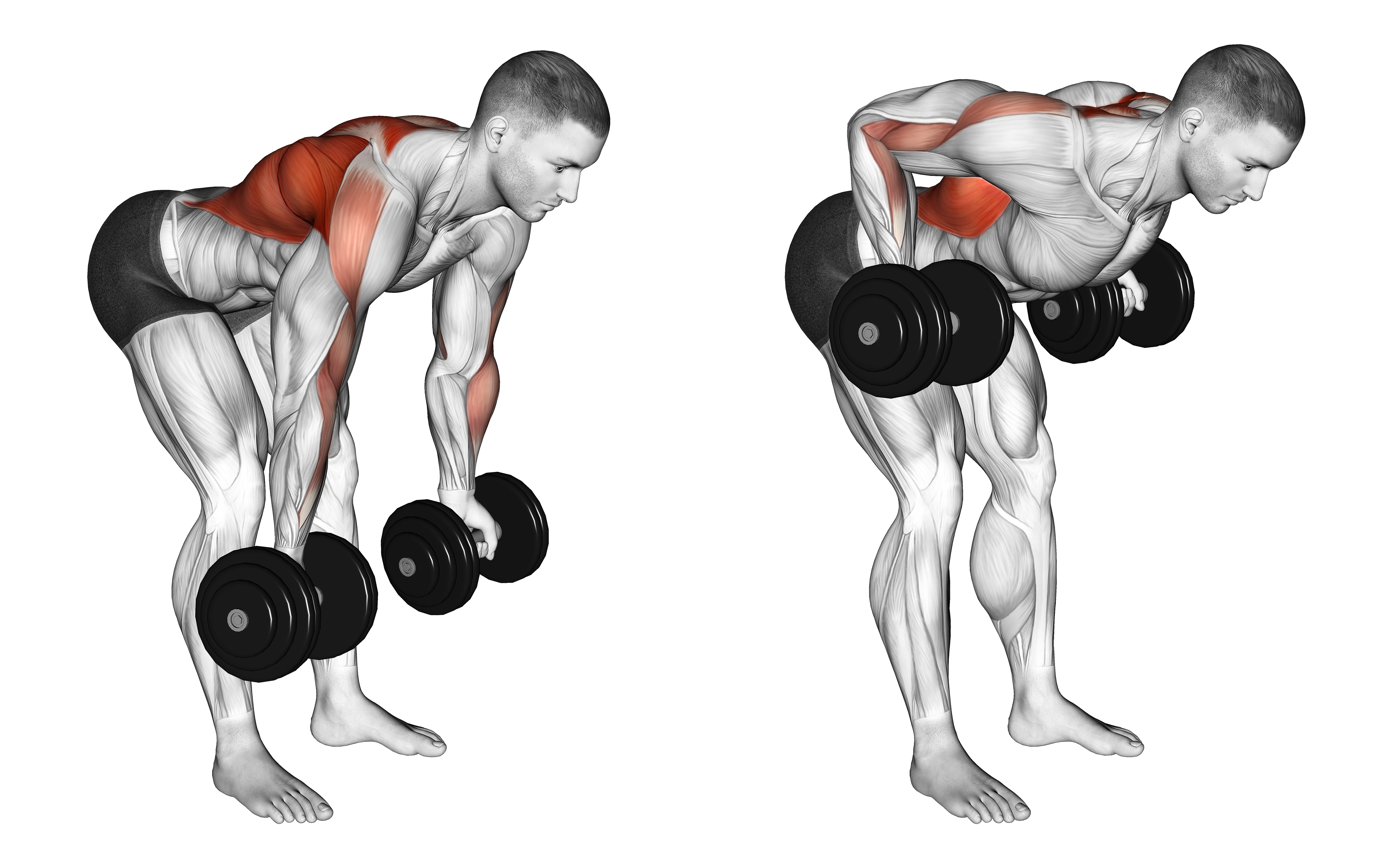 Dumbbell Bent Over Reverse Row