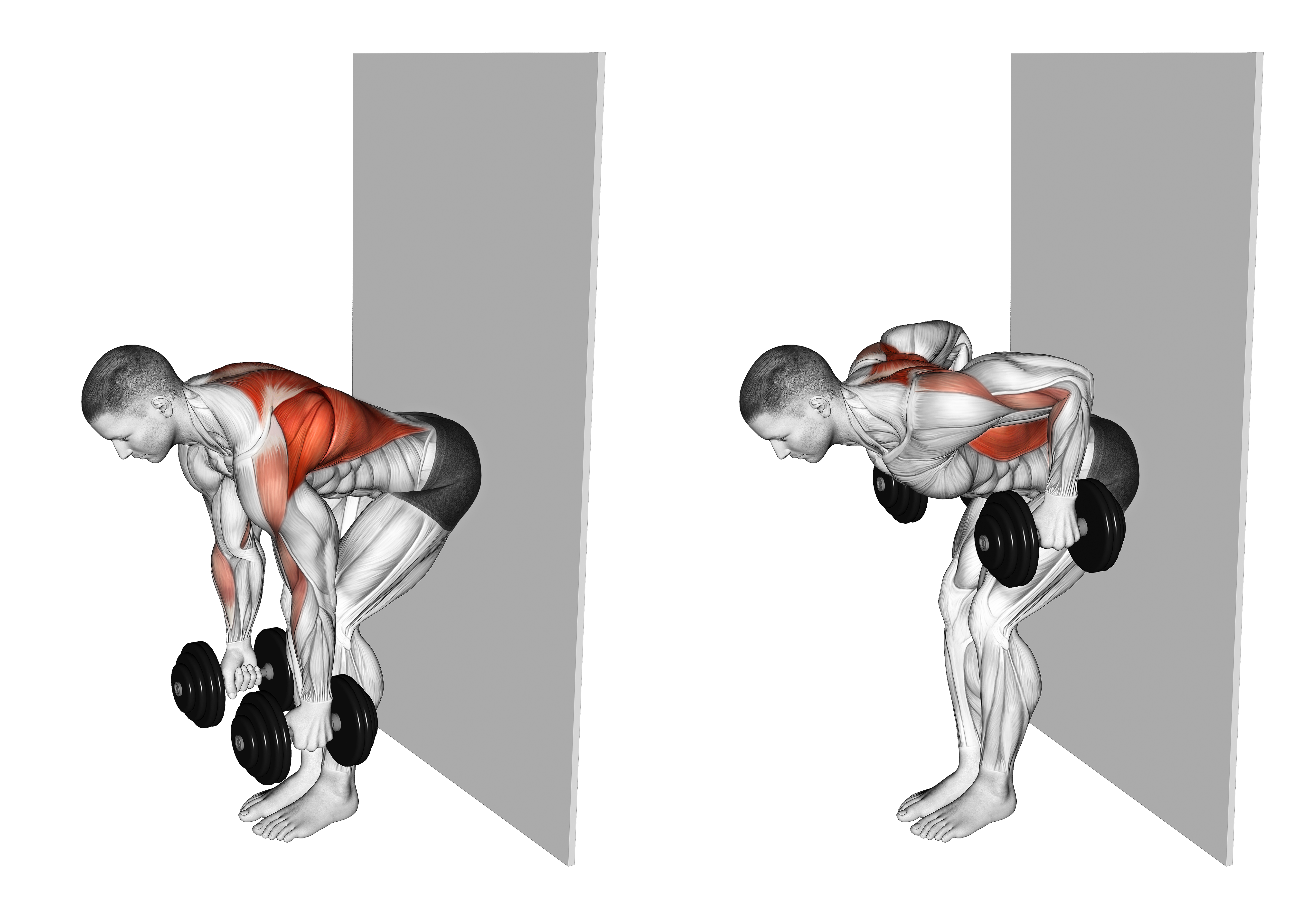 Dumbbell Bent Over Row Against Wall
