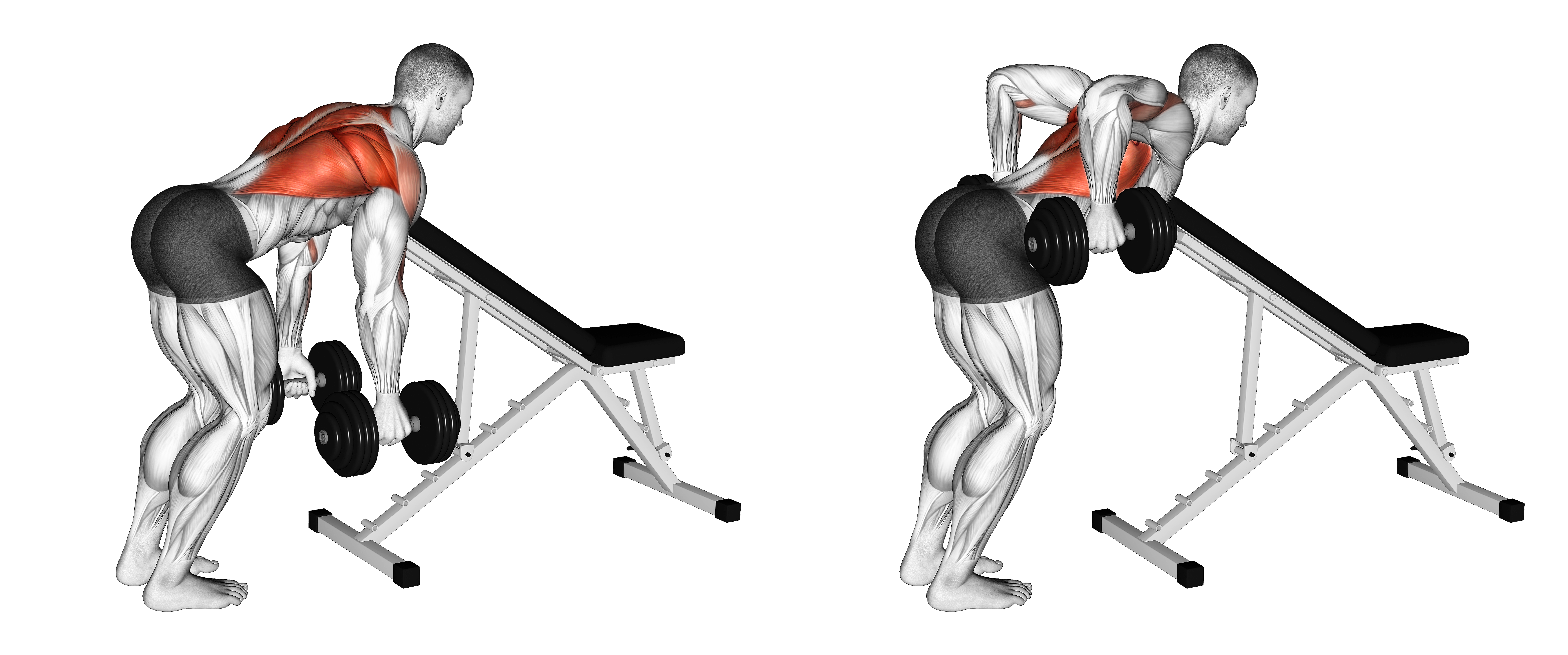 Dumbbell Bent Over Row With Chest Support