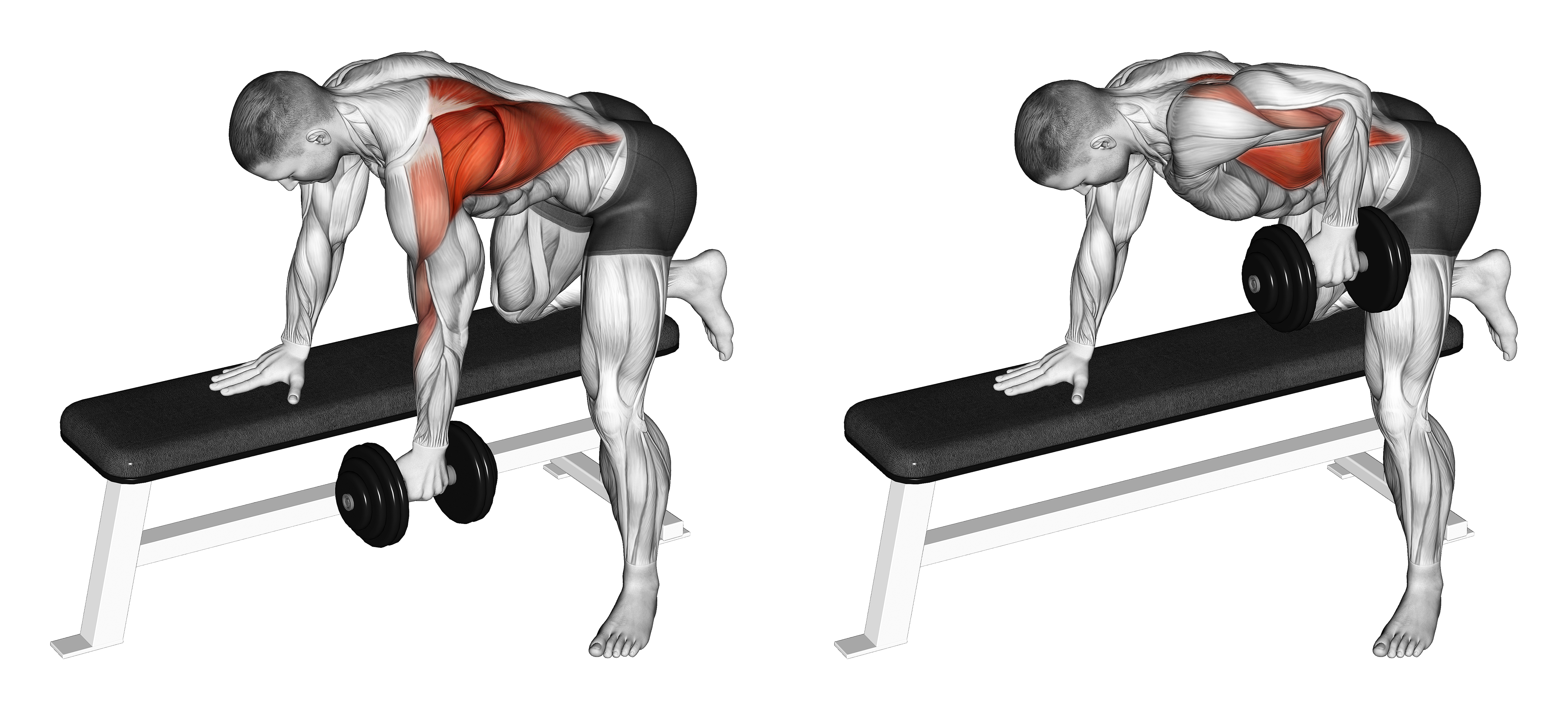 Dumbbell Bent Over Row V2