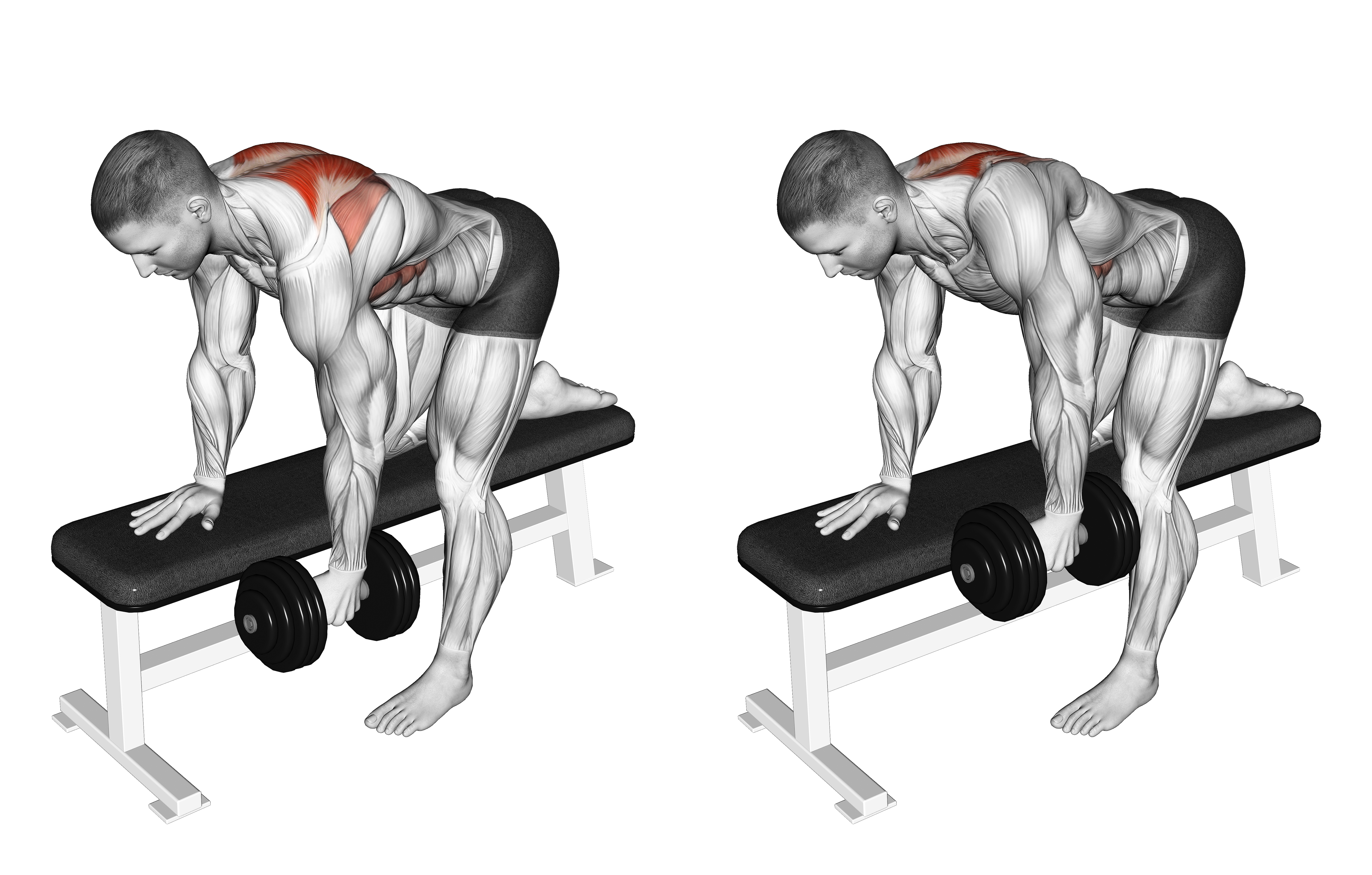 Dumbbell Bent Over Scapula Row